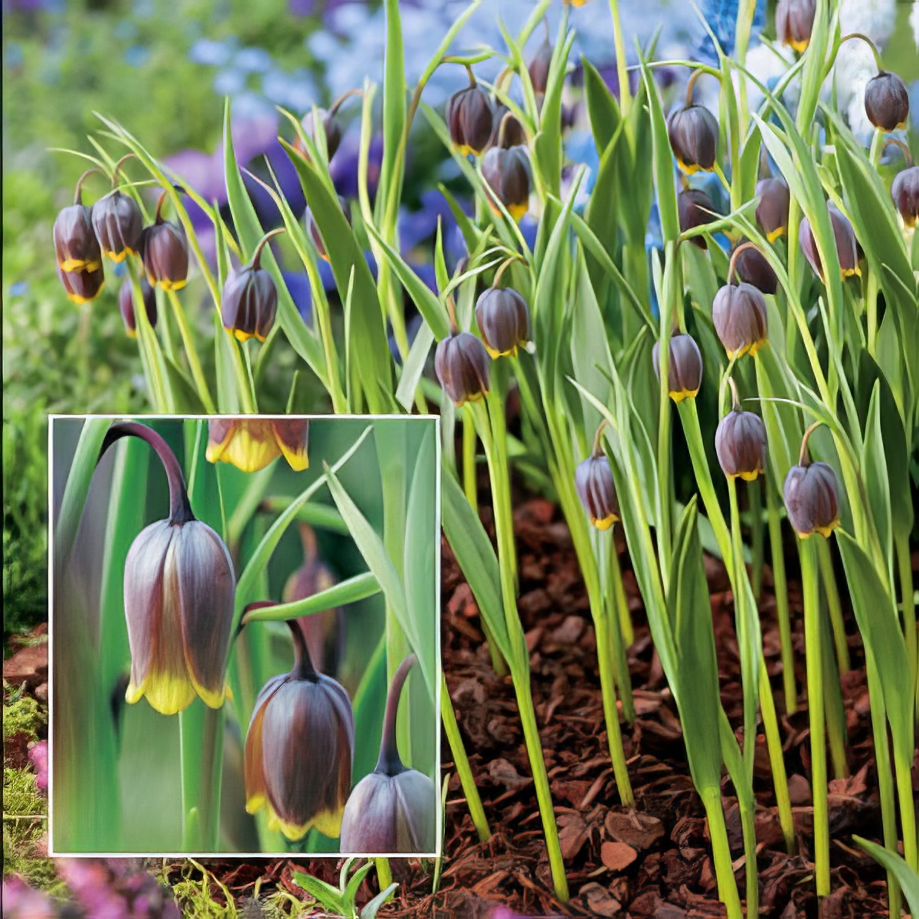 Fritillaria - Collection Image - Garden Express