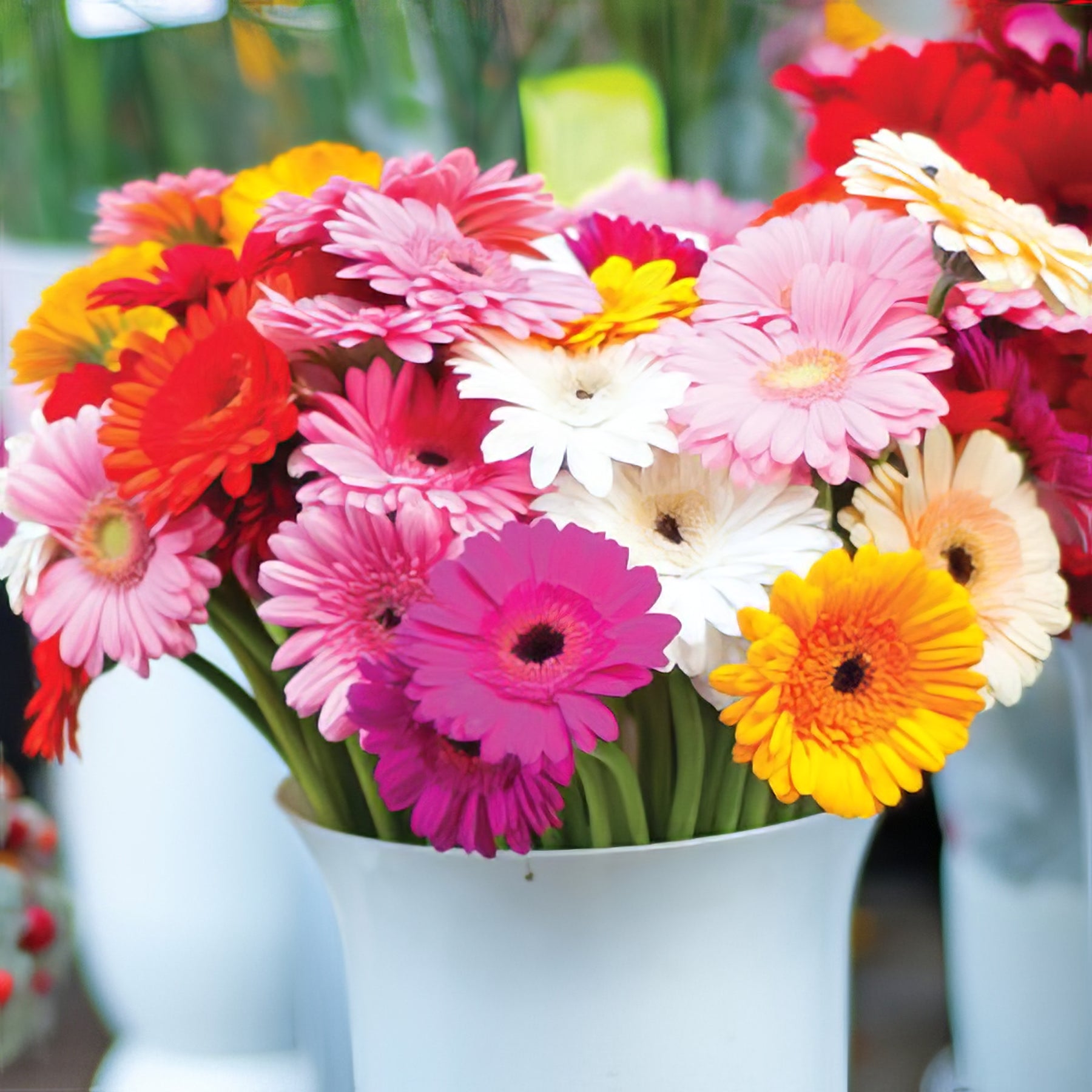 Gerberas - Collection Image - Garden Express