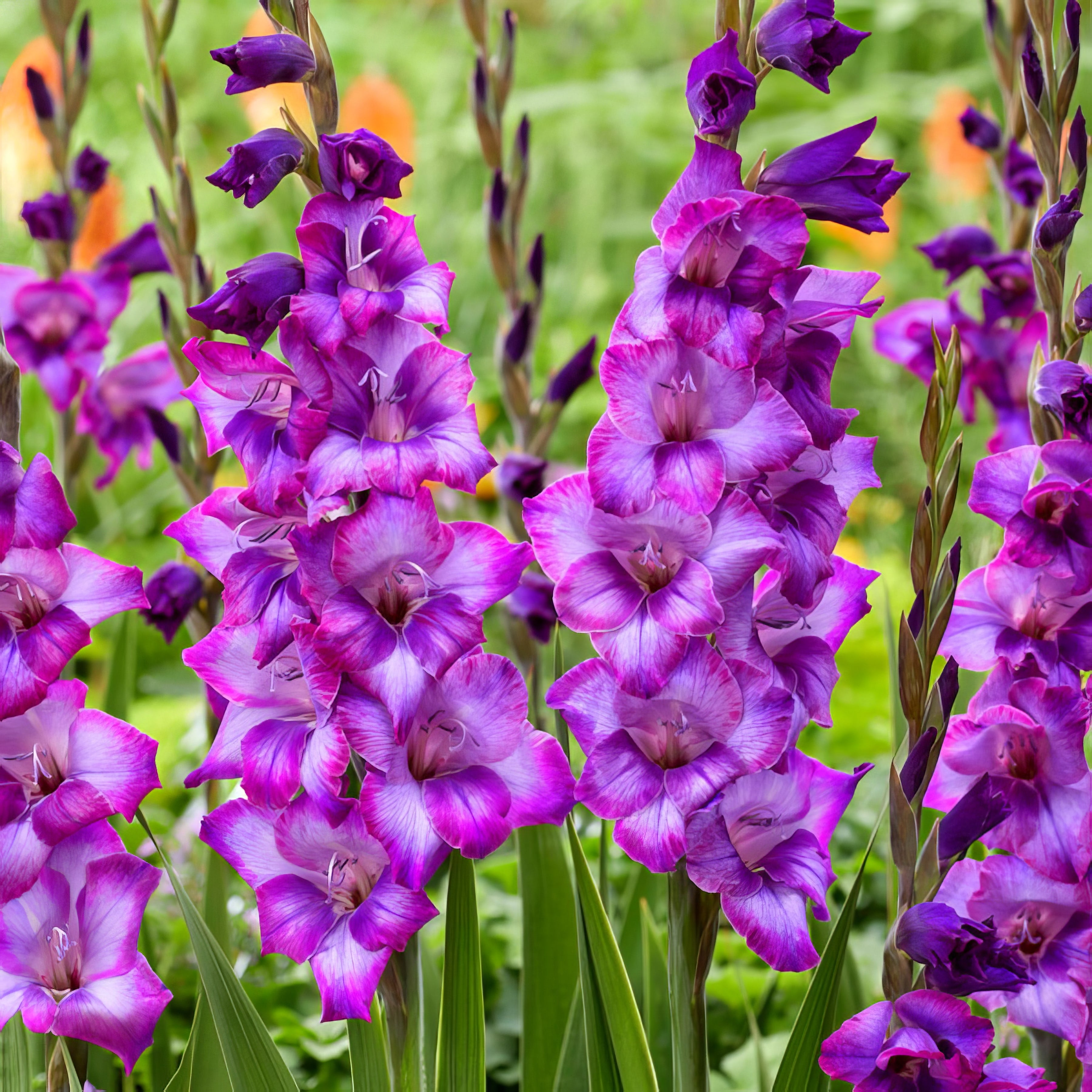 Glamini Gladioli - Collection Image - Garden Express