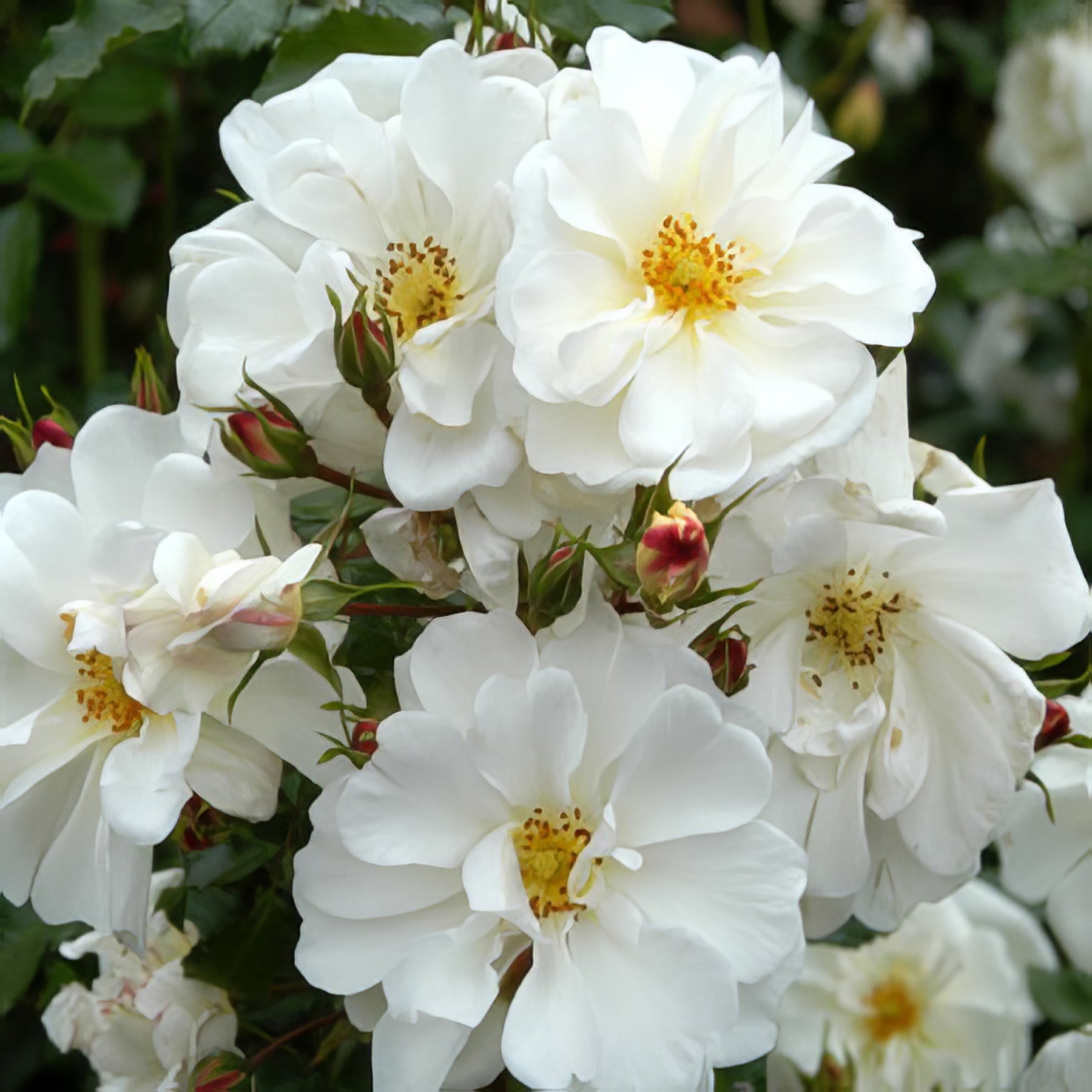 Ground Cover Roses - Collection Image - Garden Express
