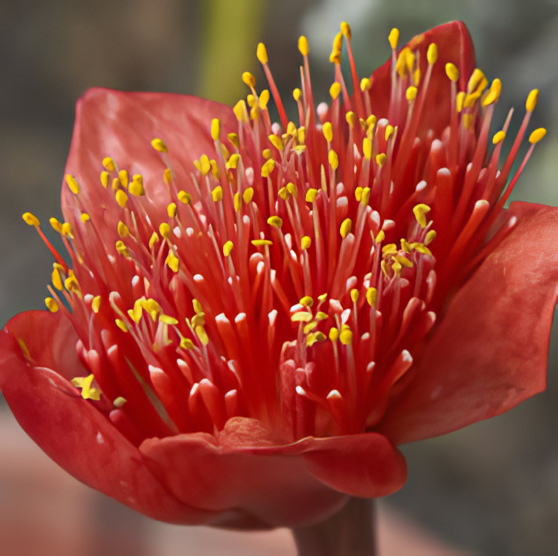 Haemanthus - Collection Image - Garden Express