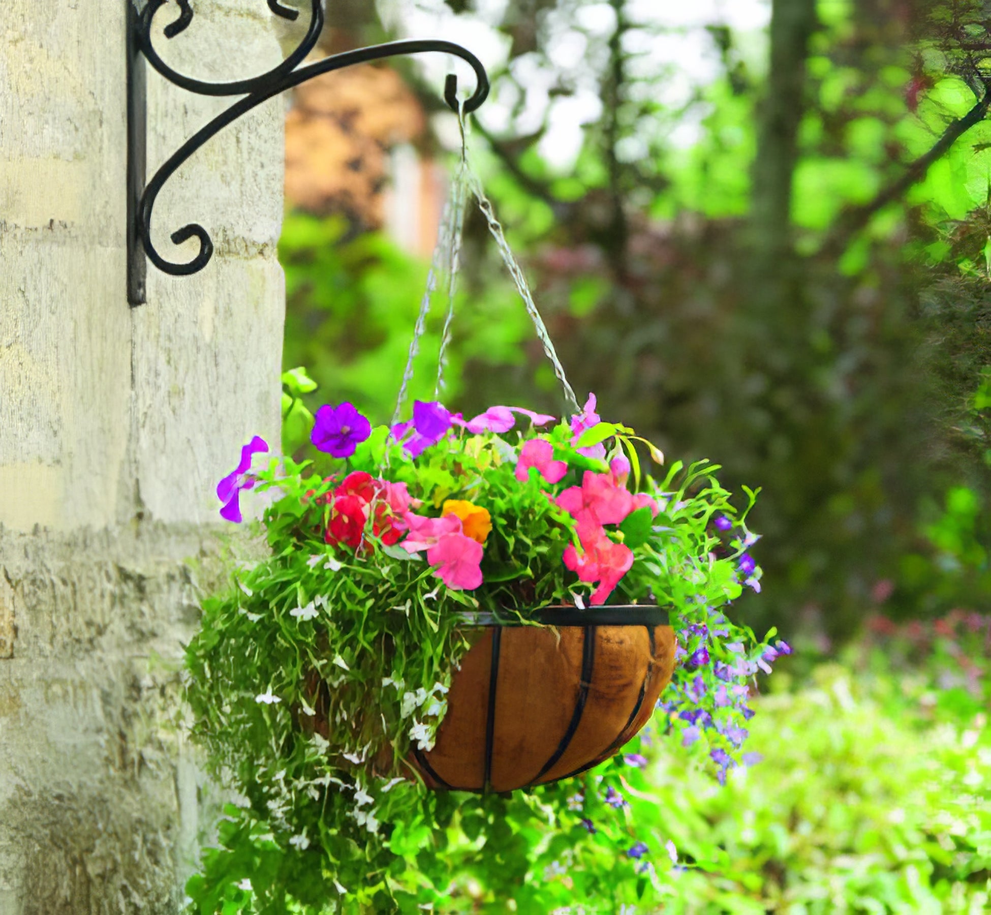 Hanging Baskets, Troughs & Planters - Collection Image - Garden Express