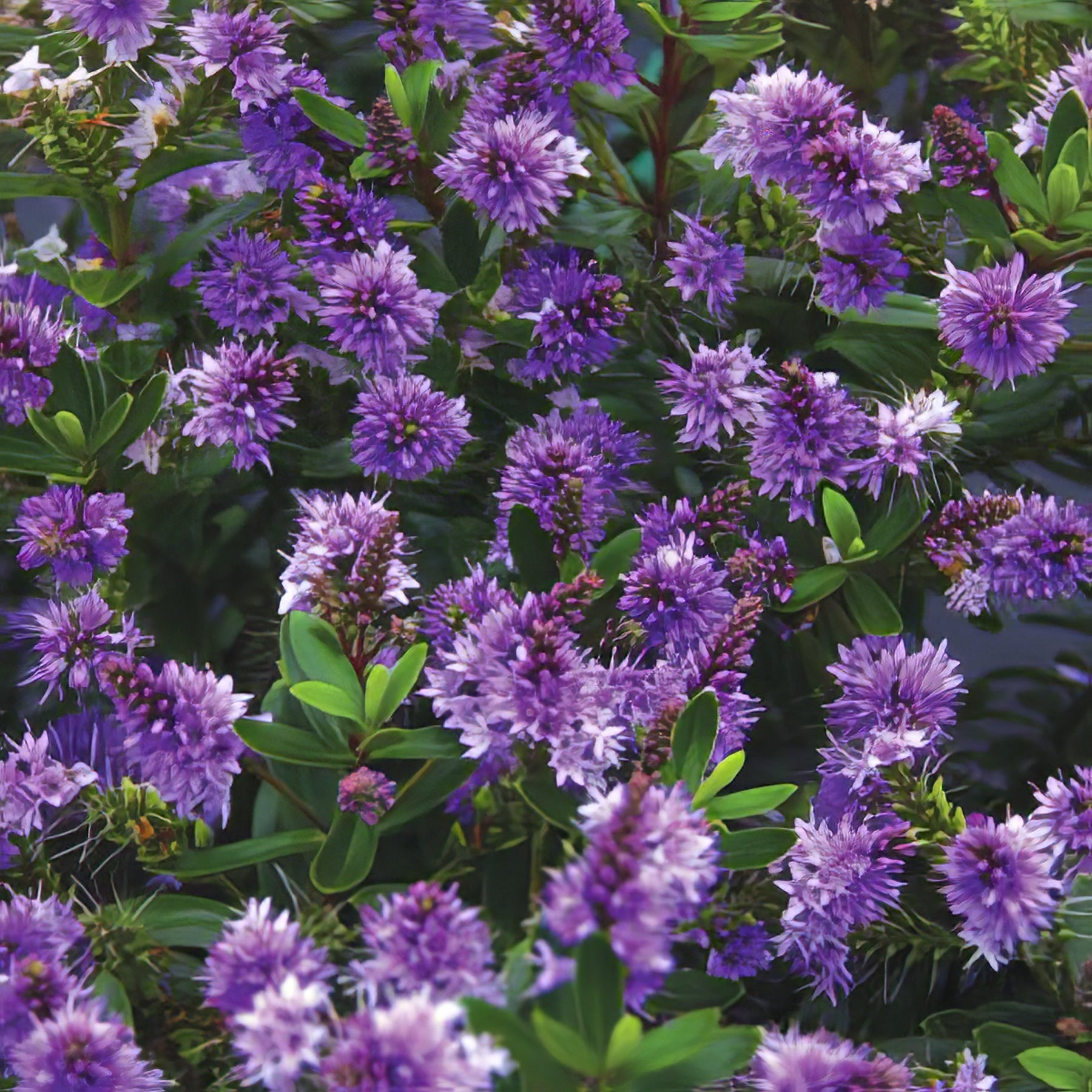 Hebe - Collection Image - Garden Express