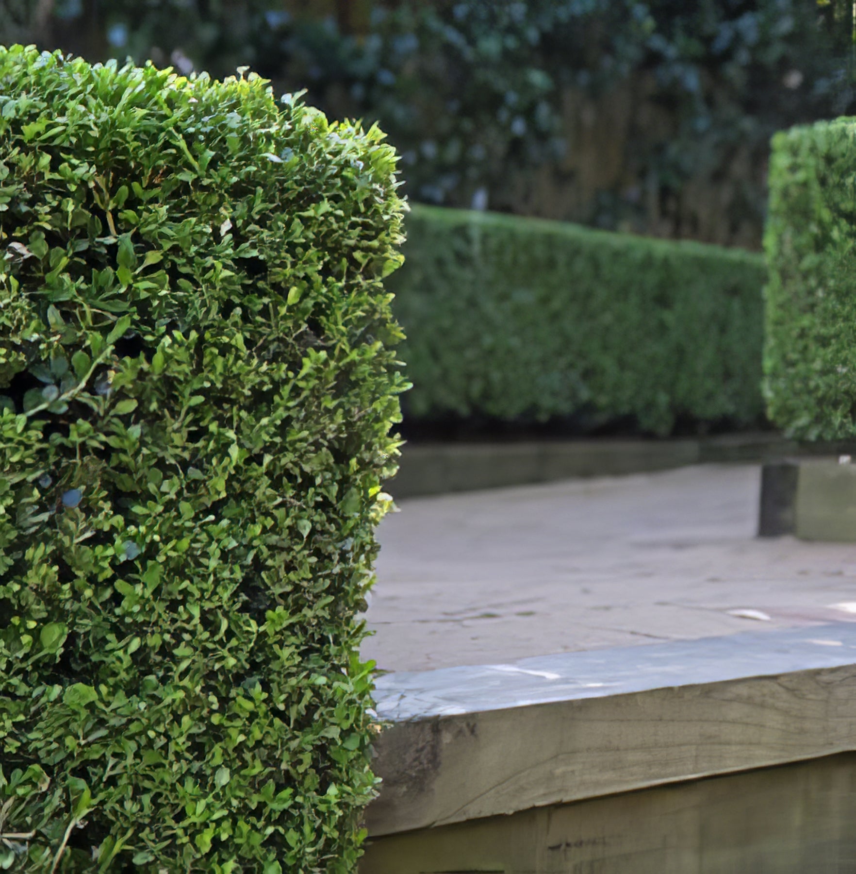 Hedge Plants - Collection Image - Garden Express