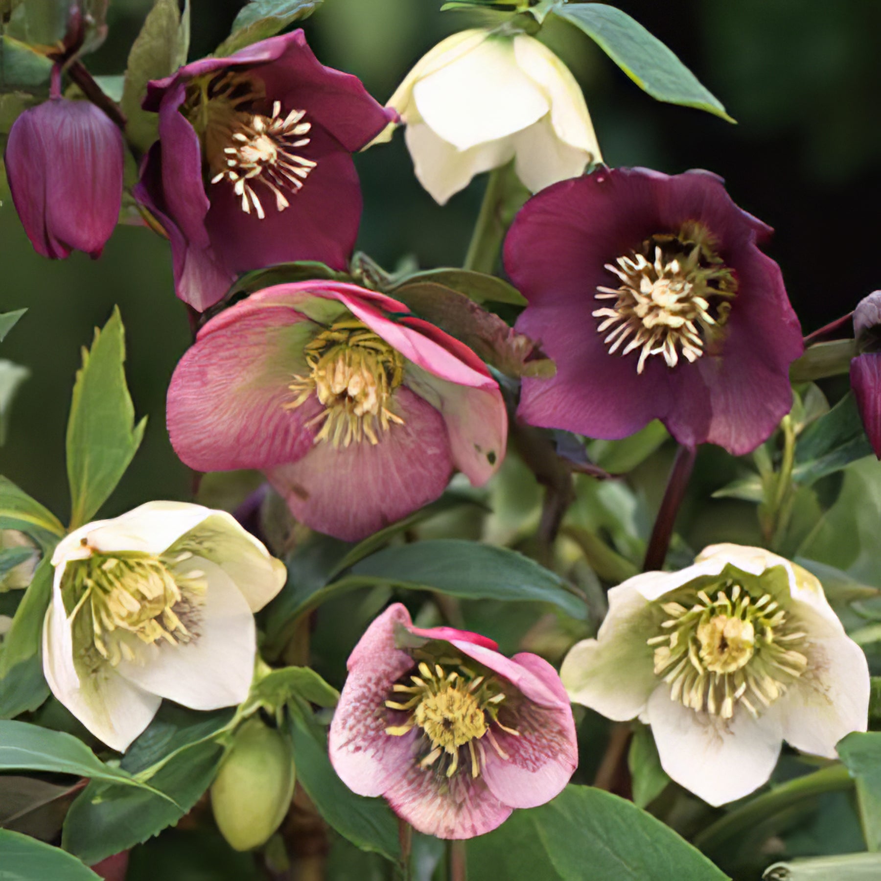 Hellebores - Collection Image - Garden Express