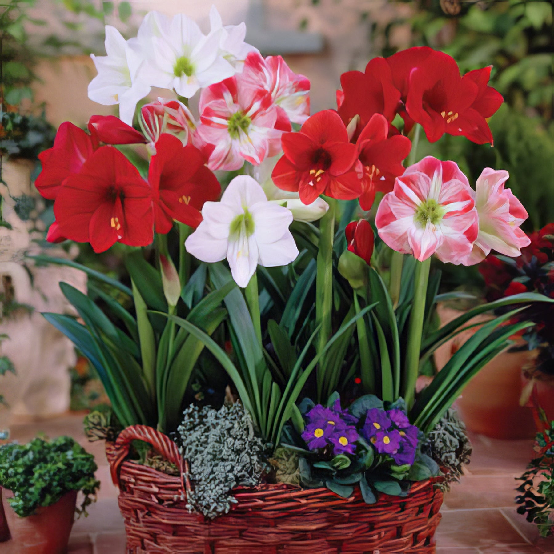 Hippeastrum - Collection Image - Garden Express