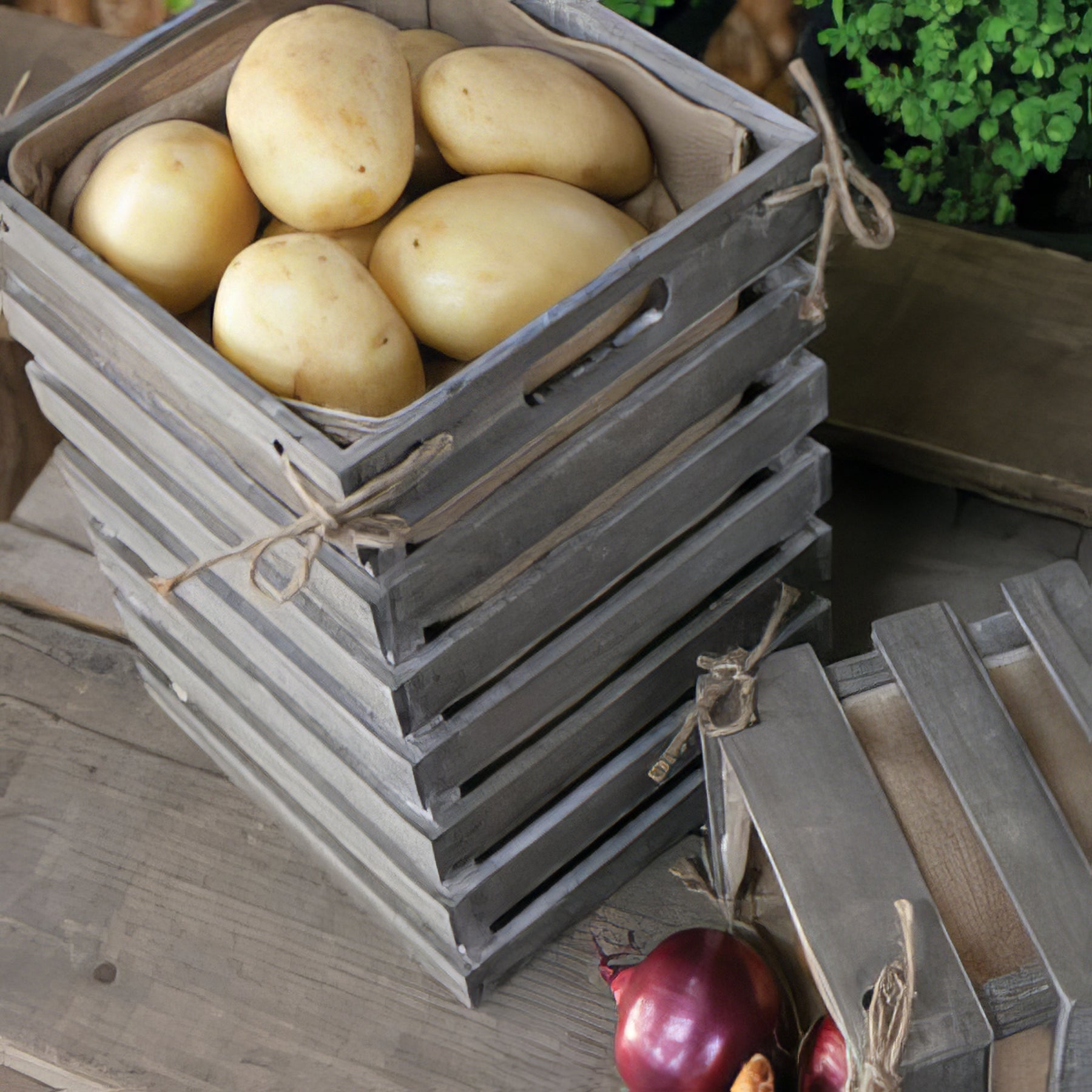 Home Accessories - Collection Image - Garden Express