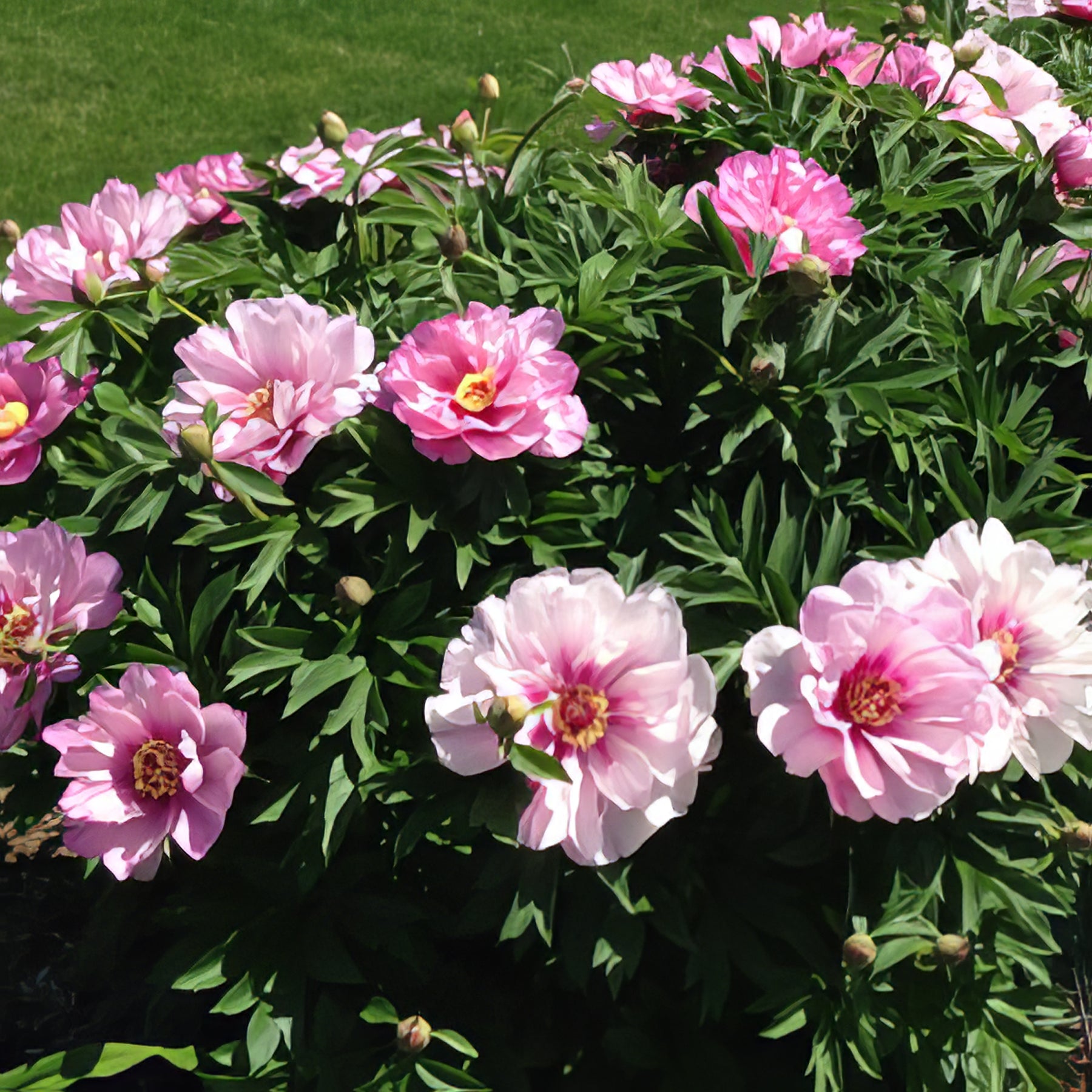 ITOH Peonies - Collection Image - Garden Express