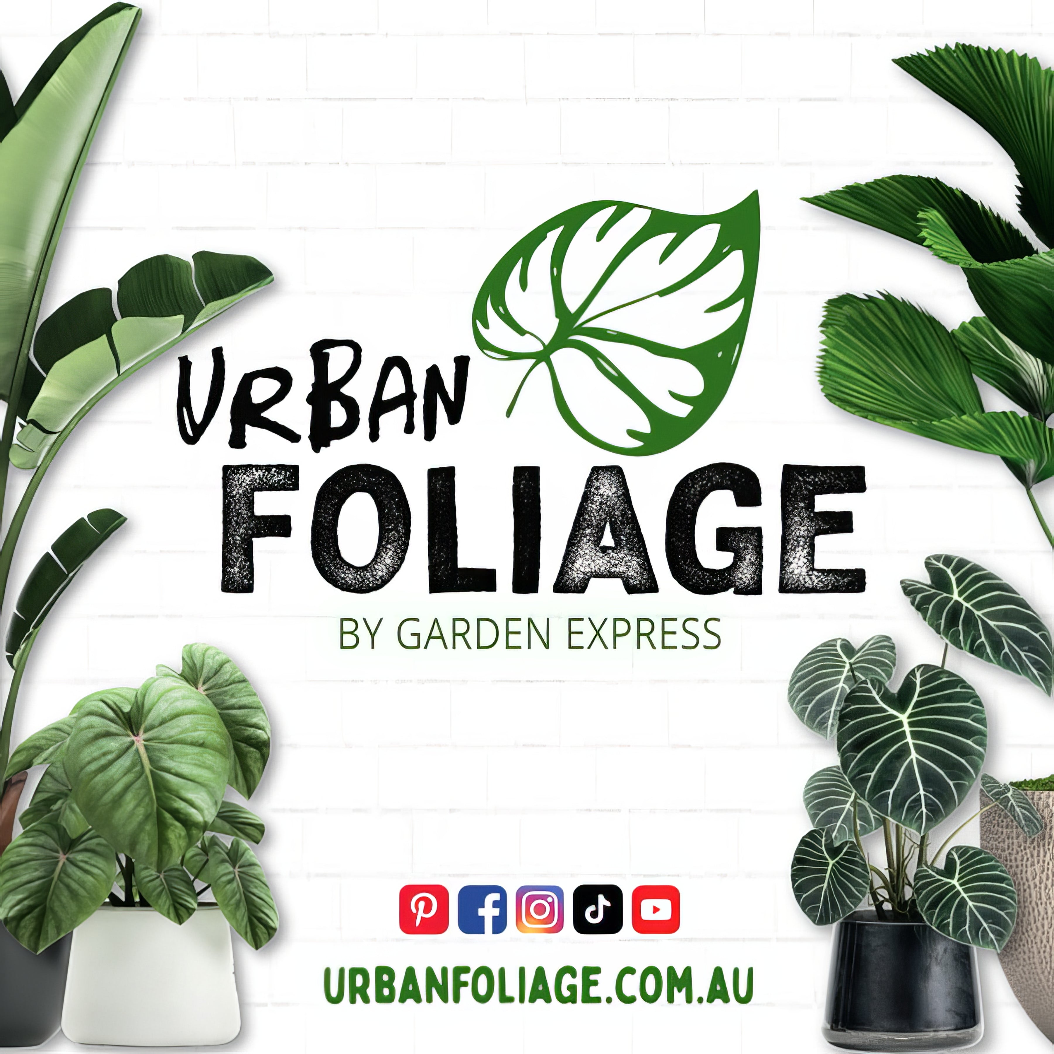 Indoor Plants & Succulents - Collection Image - Garden Express