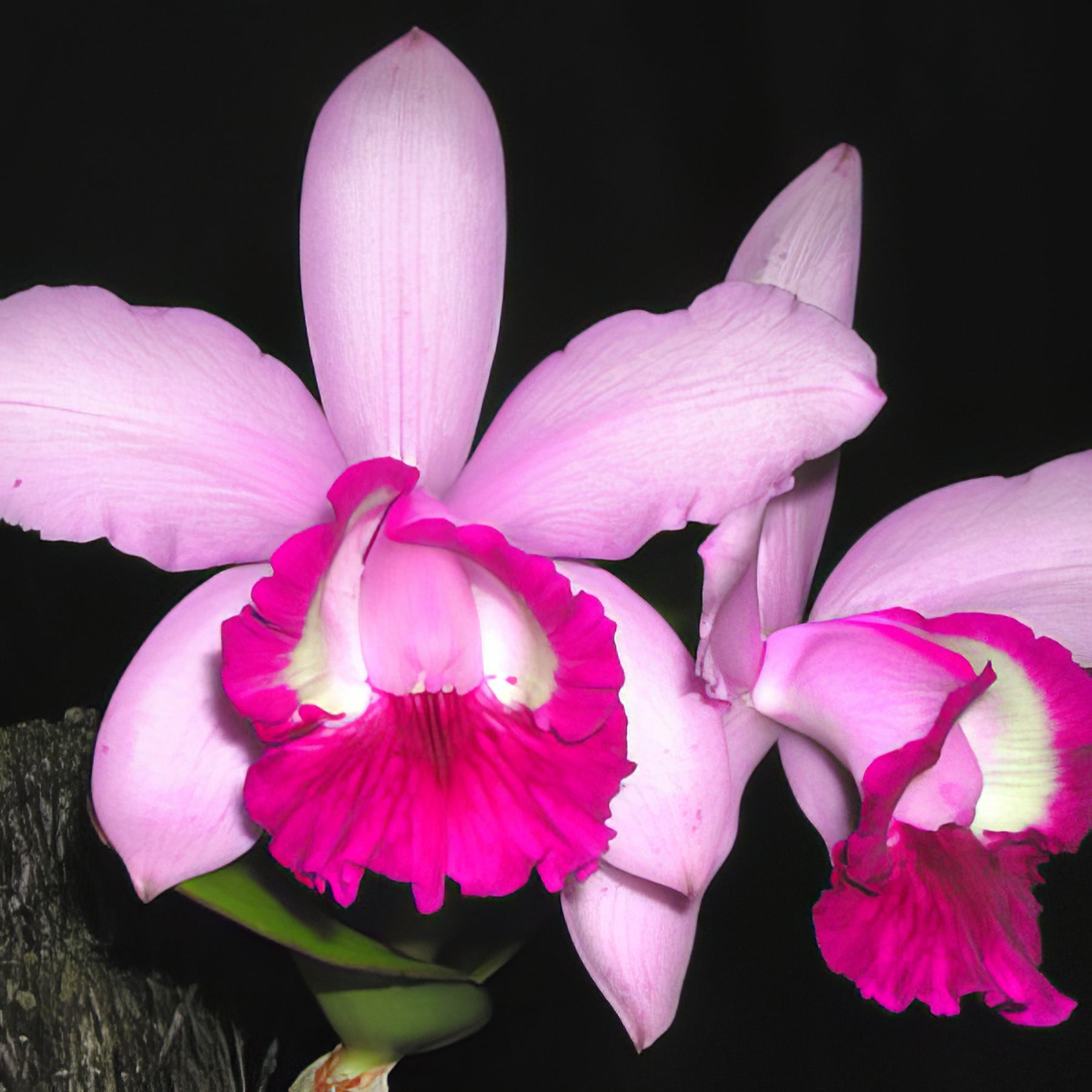 Laelia Orchids - Collection Image - Garden Express