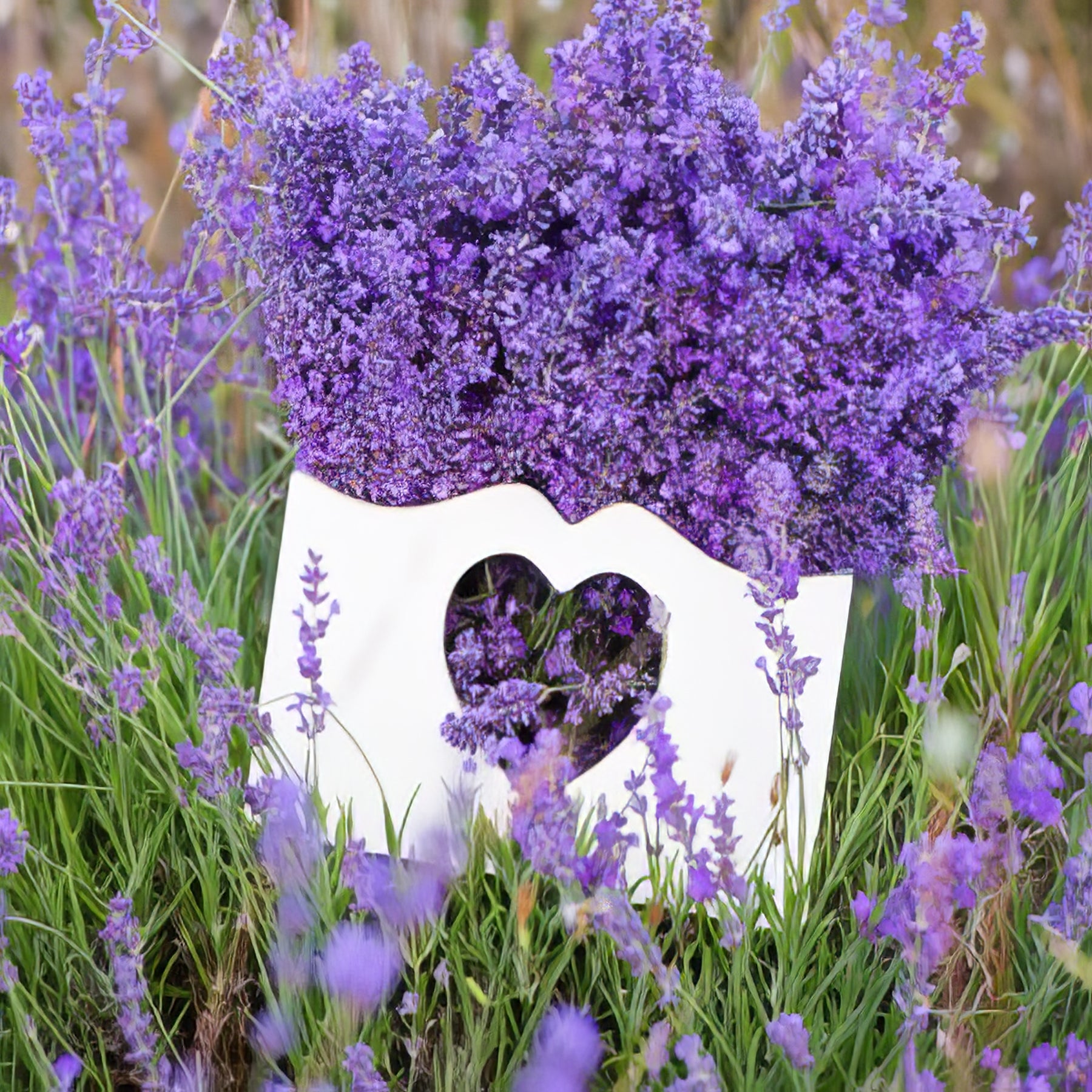 Lavender - Collection Image - Garden Express