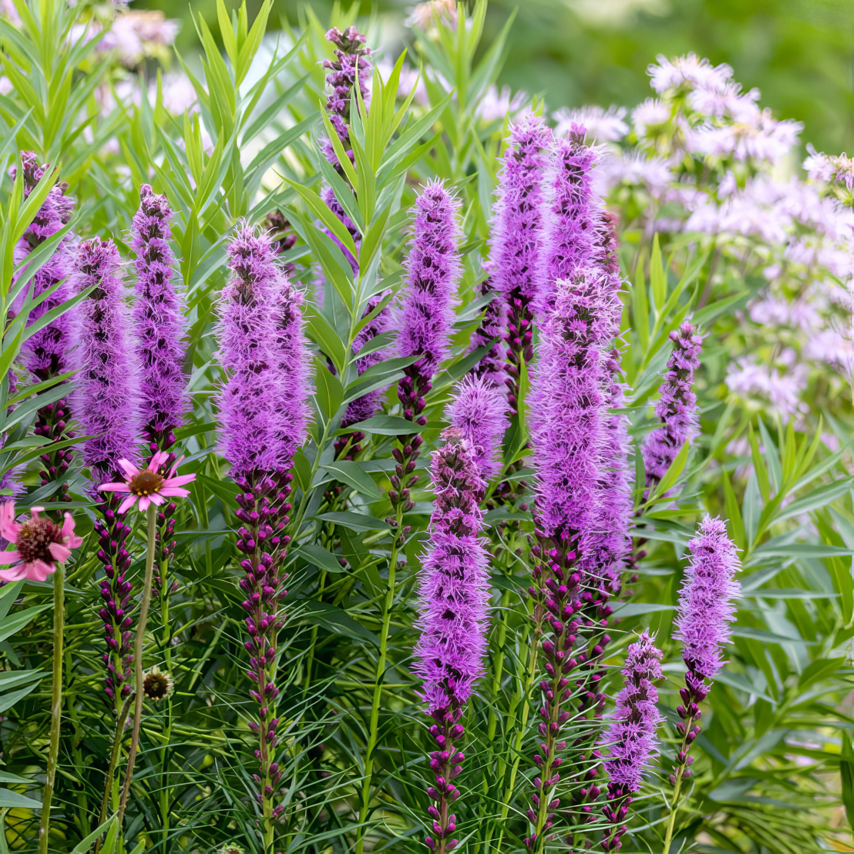 Liatris - Collection Image - Garden Express