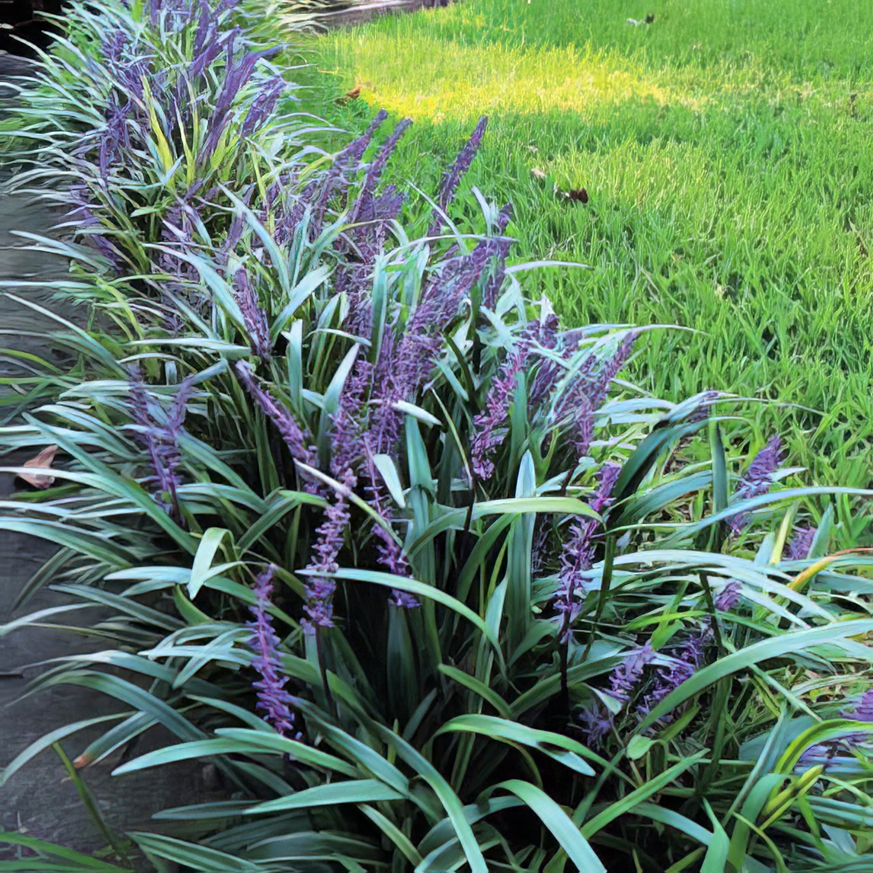 Liriope - Collection Image - Garden Express