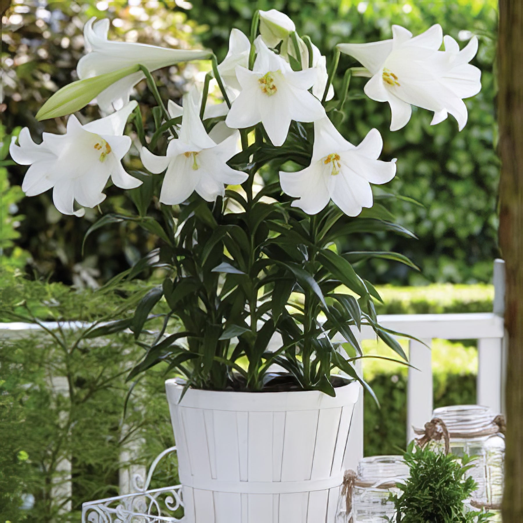 Longiflorum Liliums - Collection Image - Garden Express