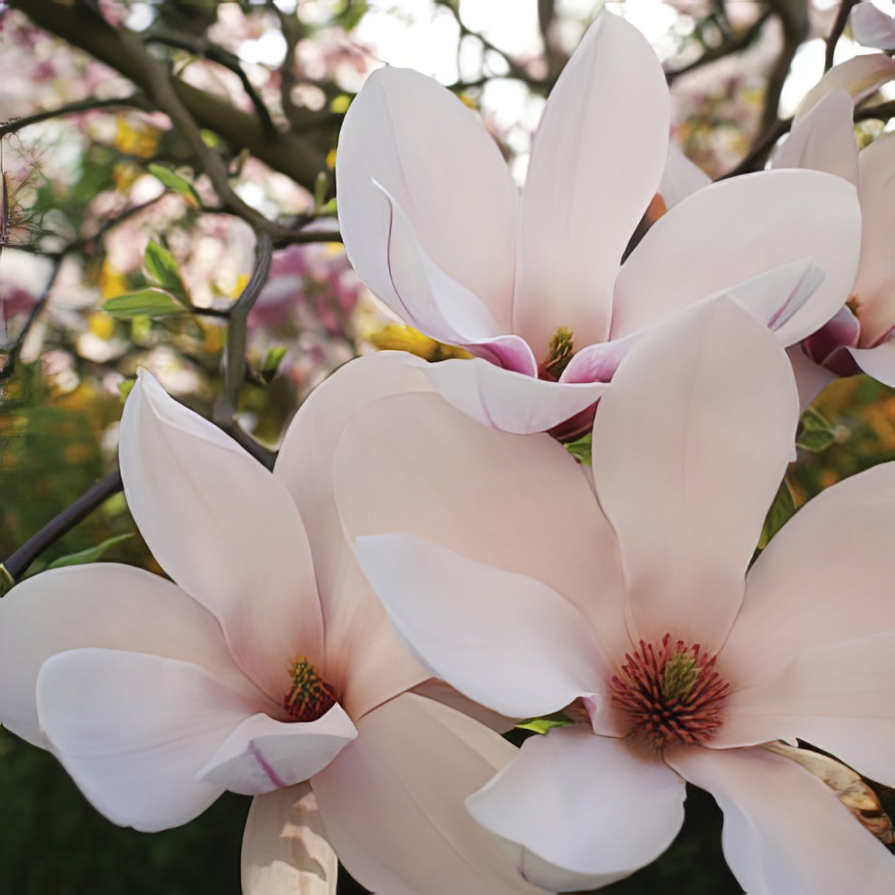 Magnolias - Collection Image - Garden Express