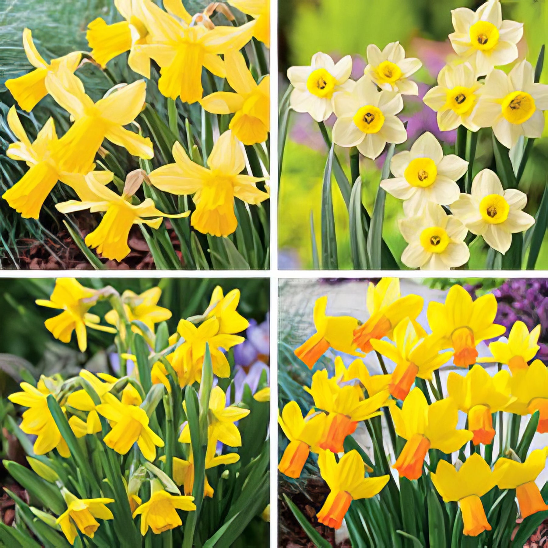 Miniature Daffodils - Collection Image - Garden Express
