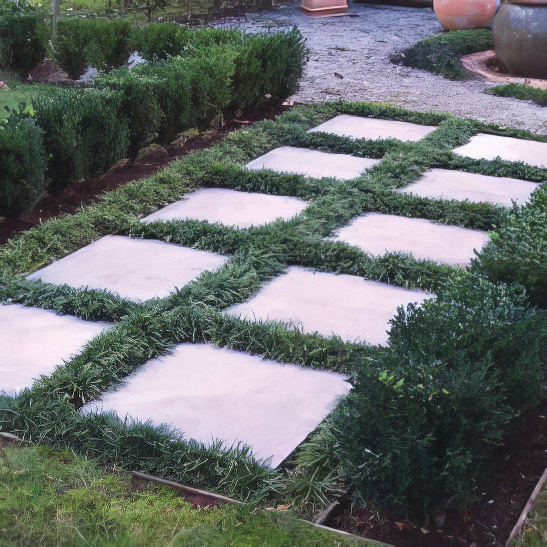 Mondo Grass - Collection Image - Garden Express