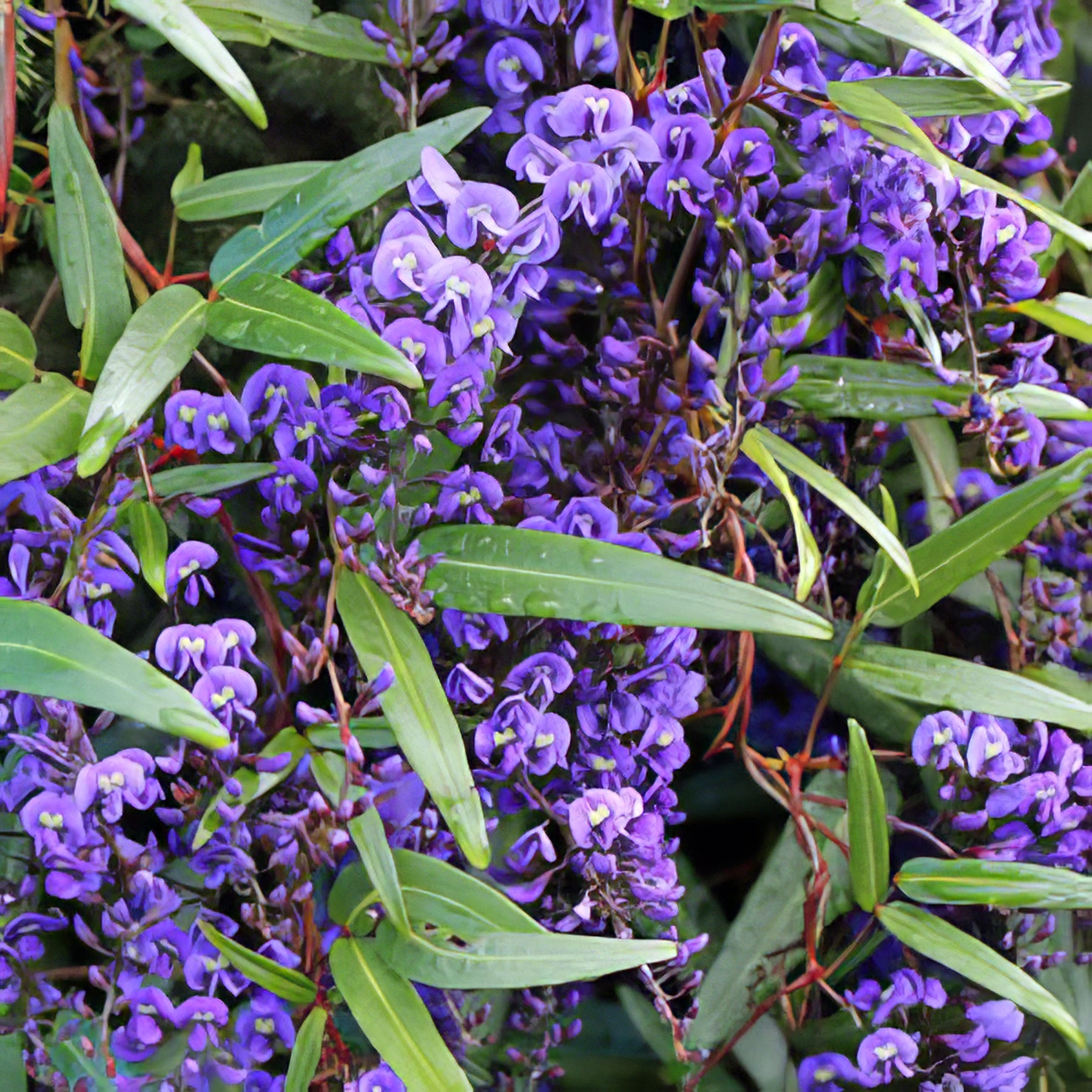 Native Climbers - Collection Image - Garden Express
