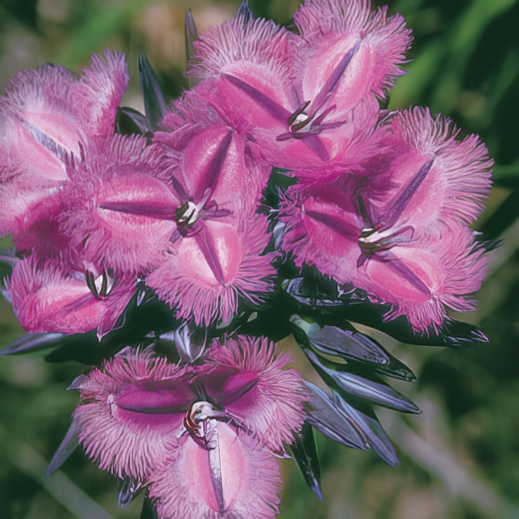 Native Seeds - Collection Image - Garden Express