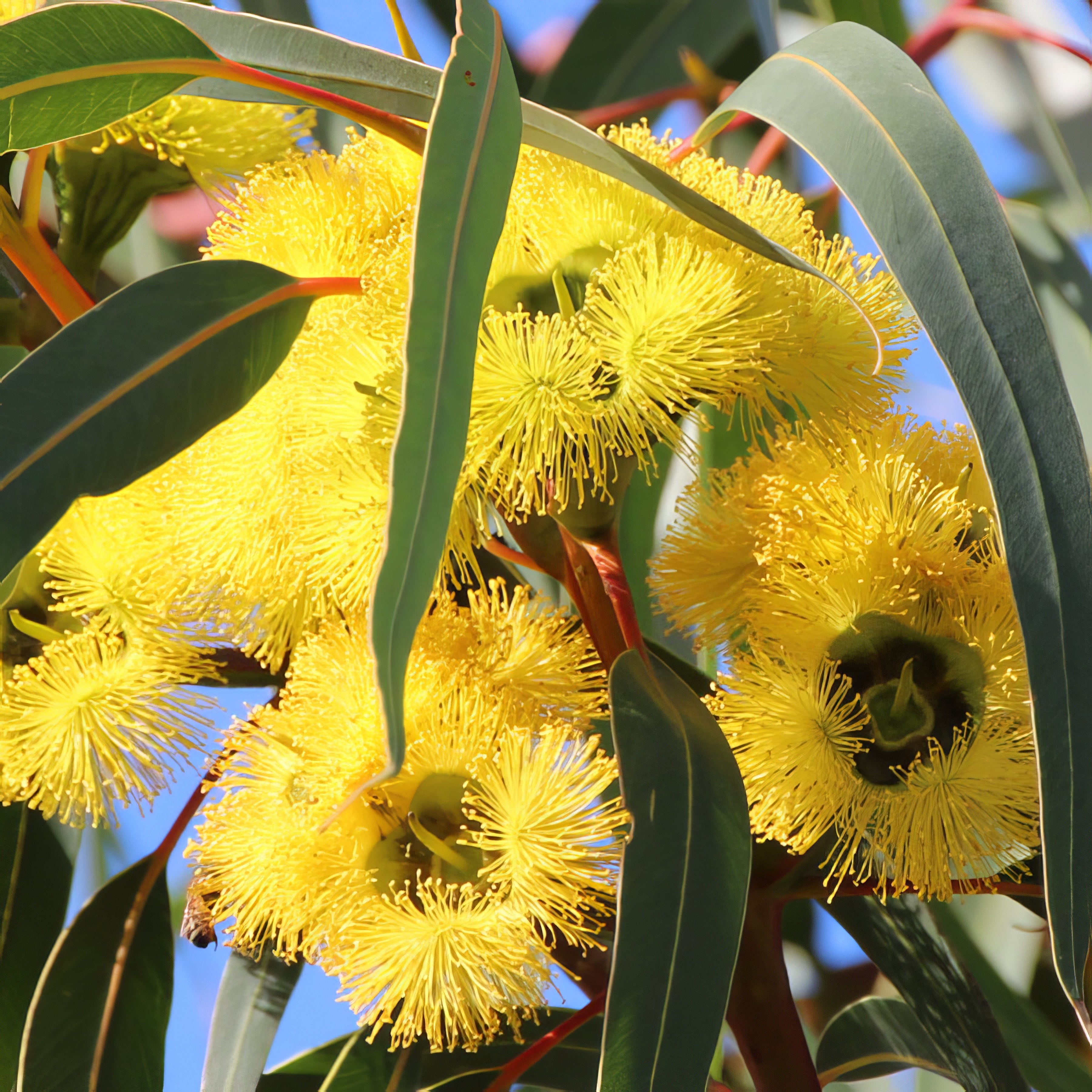 Native Trees - Collection Image - Garden Express