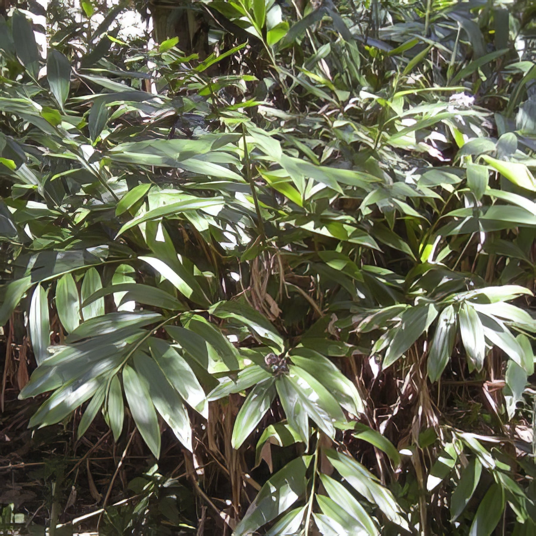 Natives - Collection Image - Garden Express