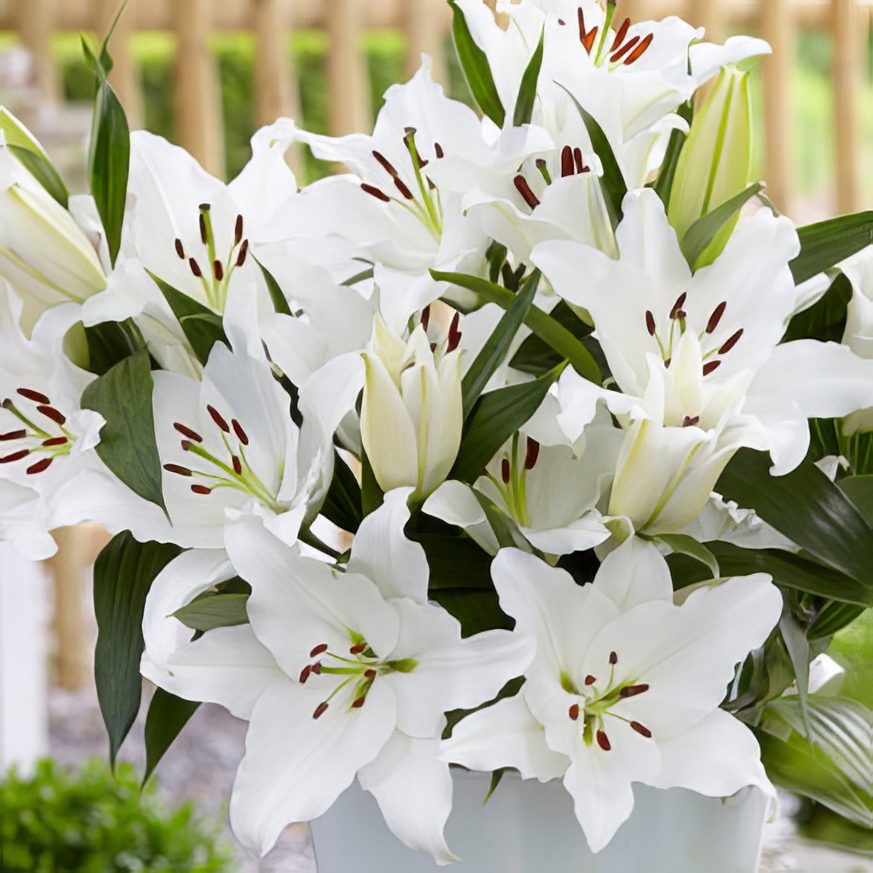 Oriental Liliums - Collection Image - Garden Express