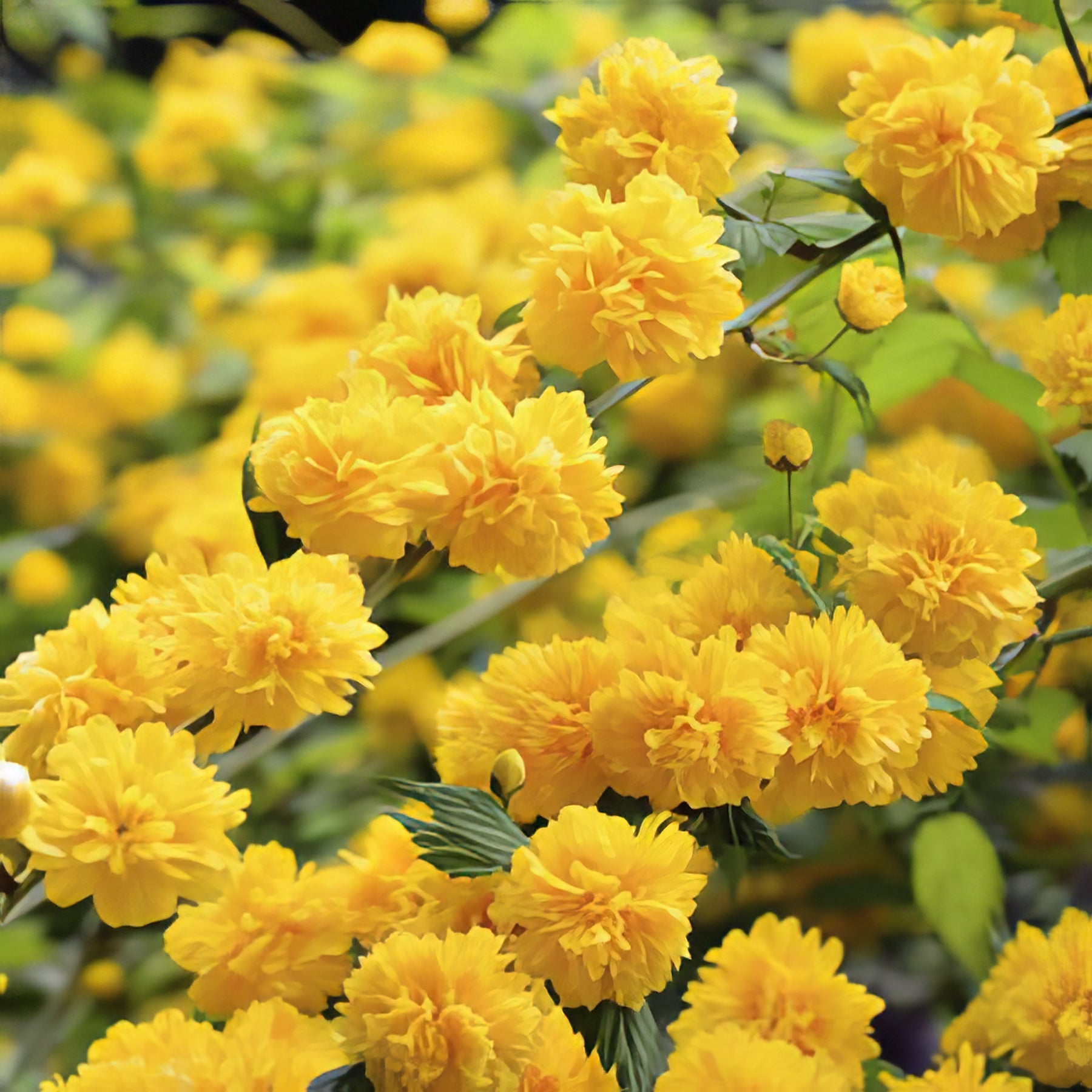 Other Climbing Varieties - Collection Image - Garden Express