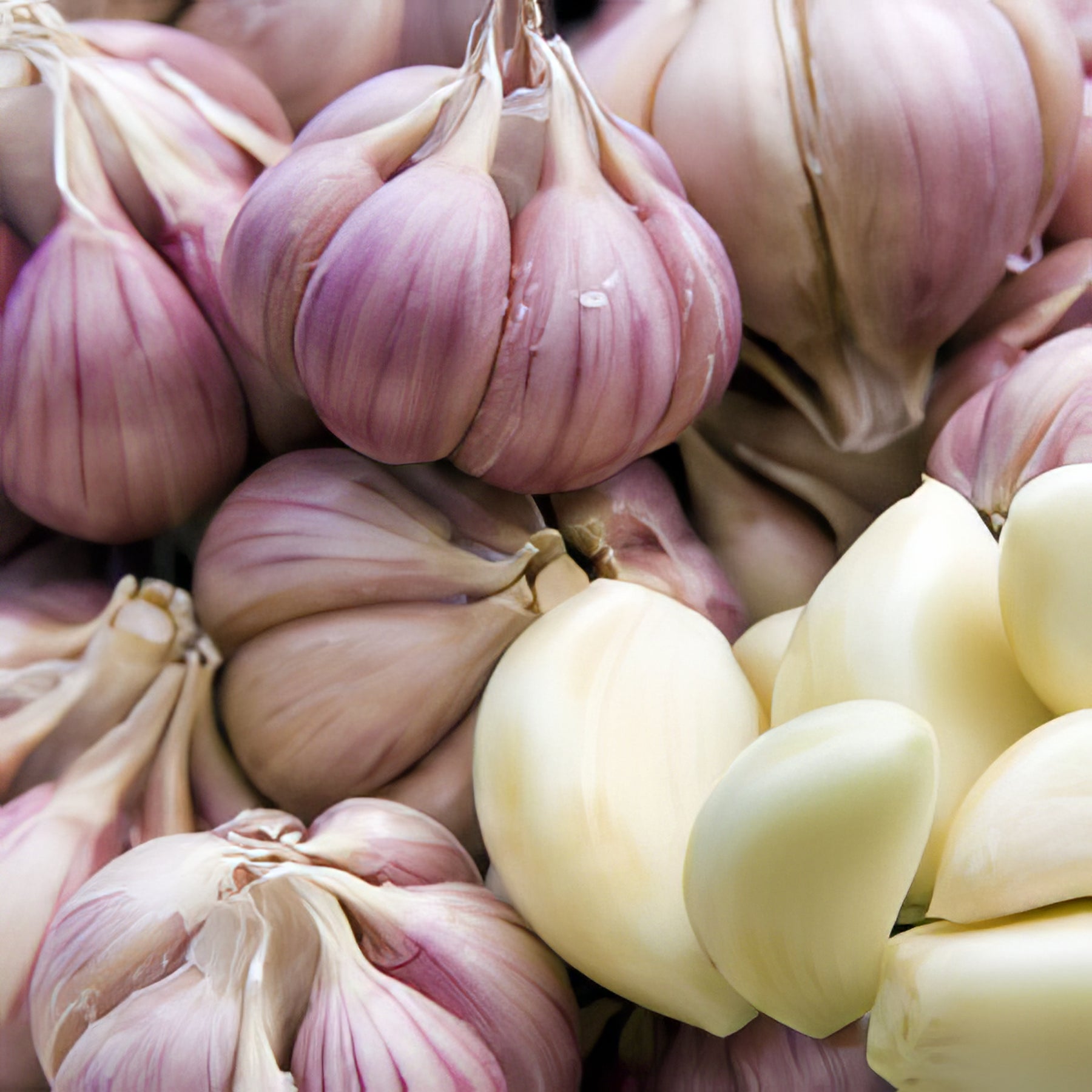 Other Produce Plants - Collection Image - Garden Express