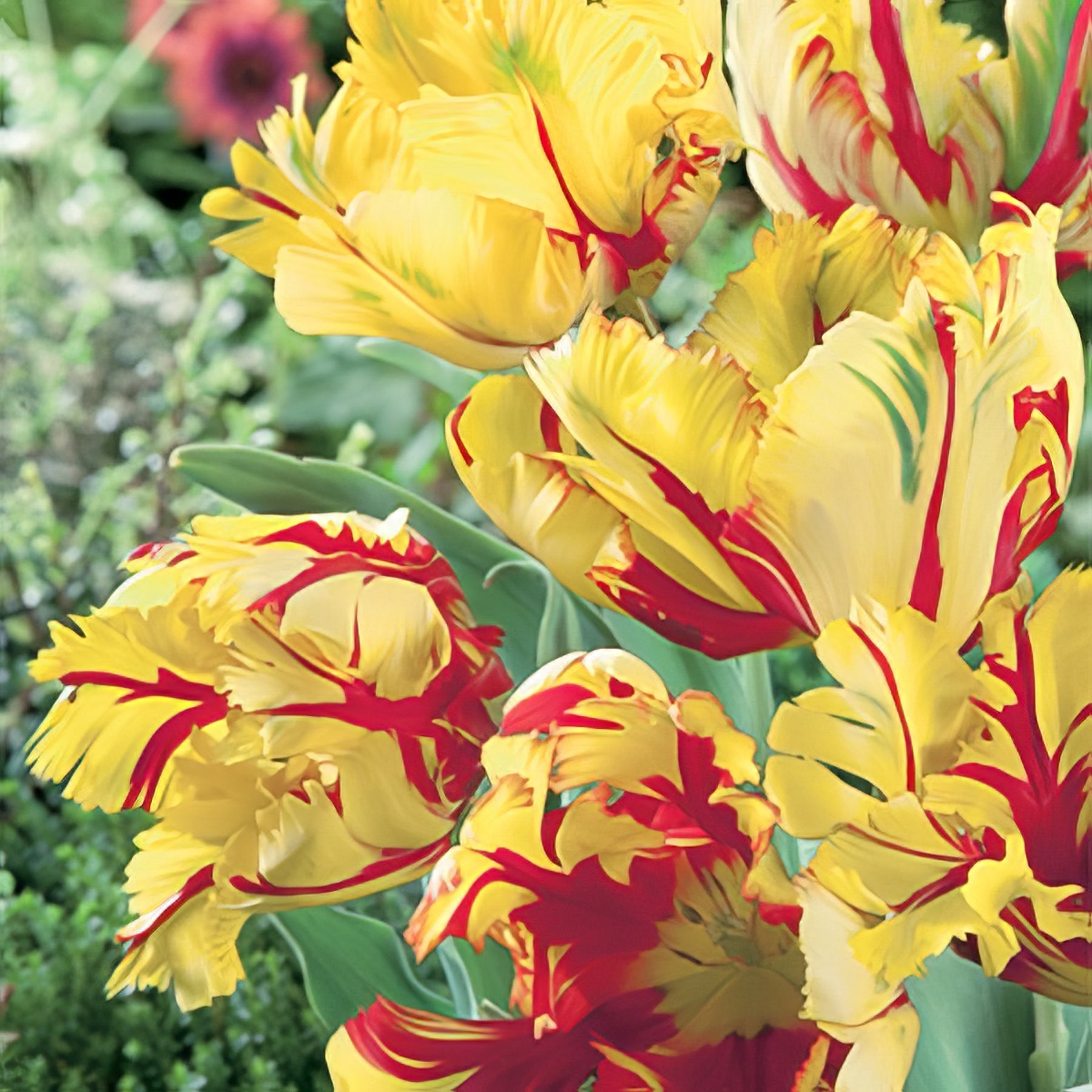 Parrot Tulips - Collection Image - Garden Express