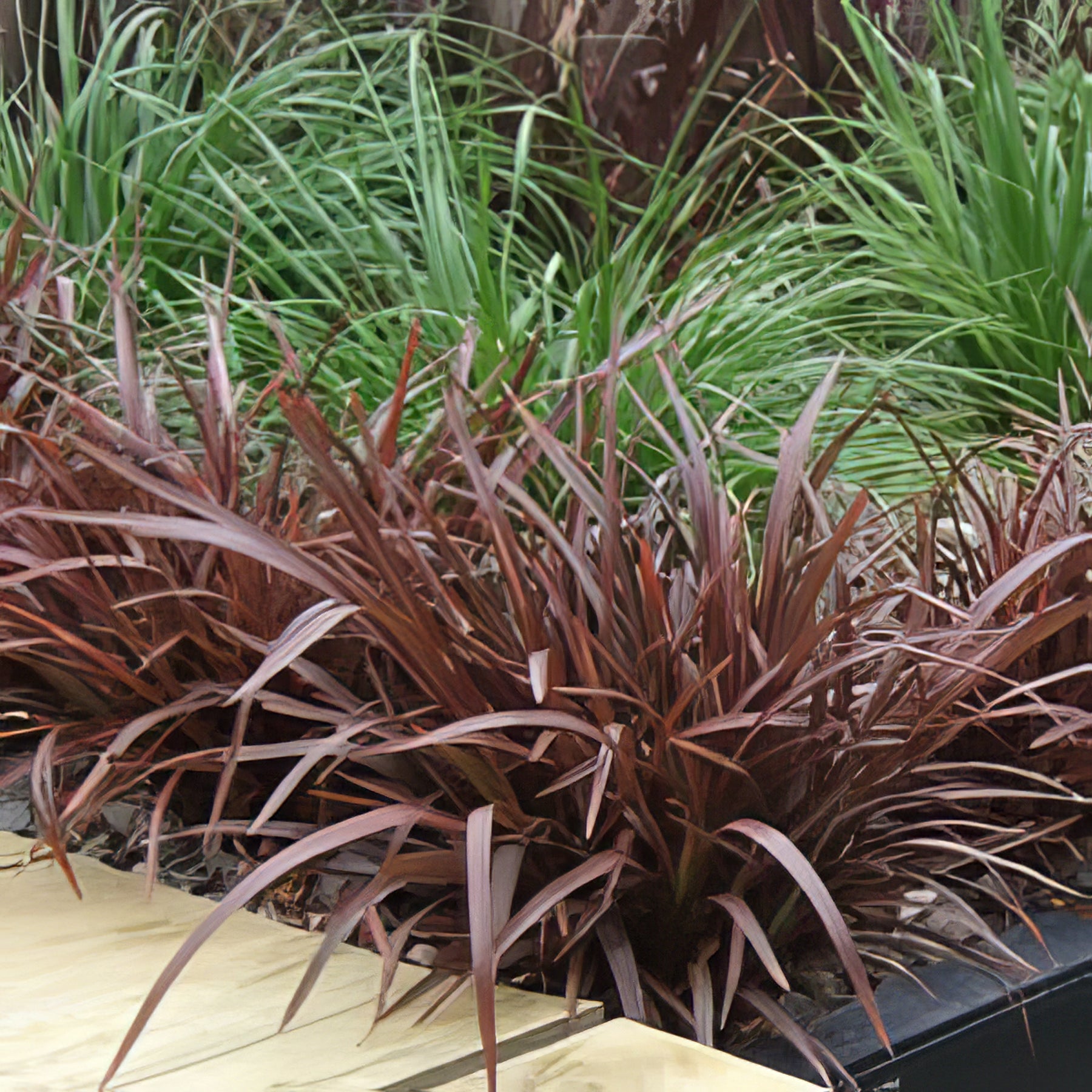 Phormium - Collection Image - Garden Express