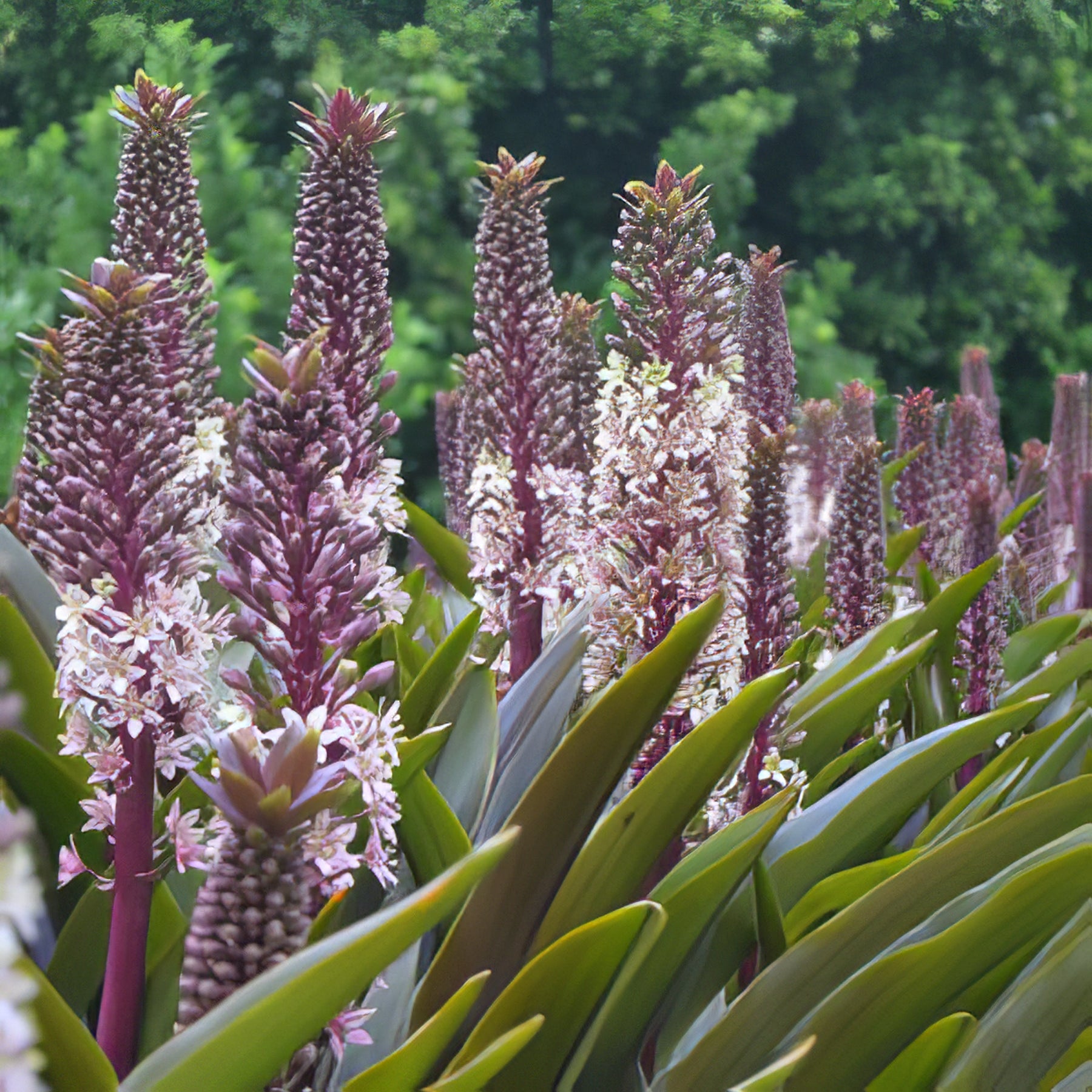 Pineapple Lily - Collection Image - Garden Express