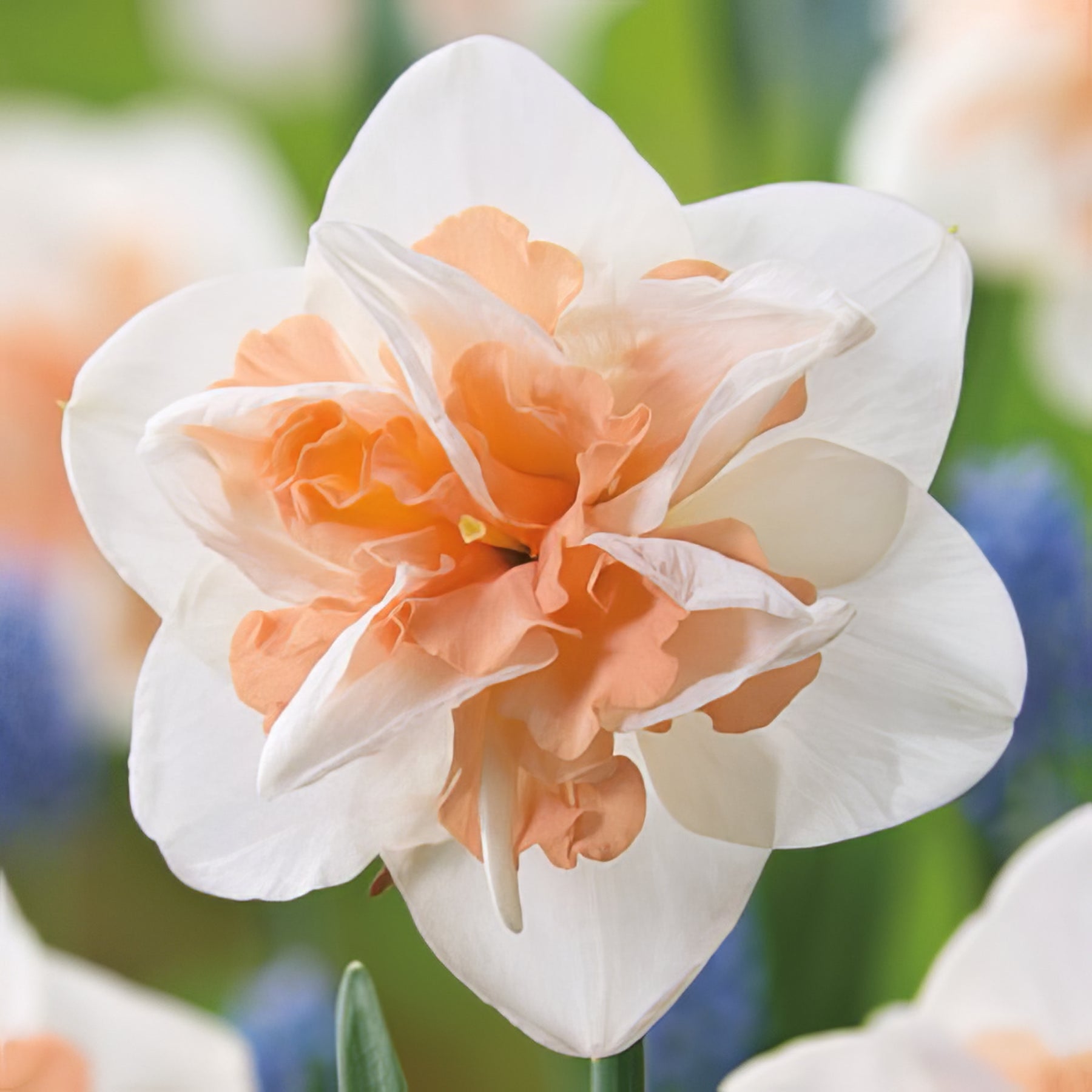 Pink Daffodils - Collection Image - Garden Express
