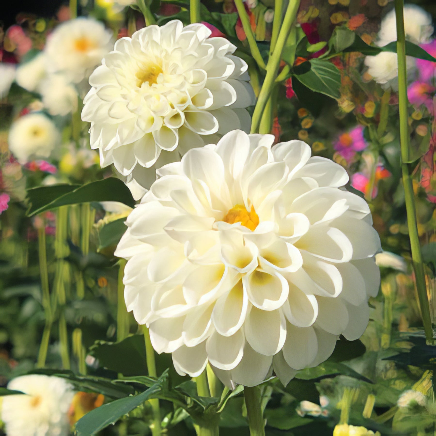 Pompone Dahlia - Collection Image - Garden Express
