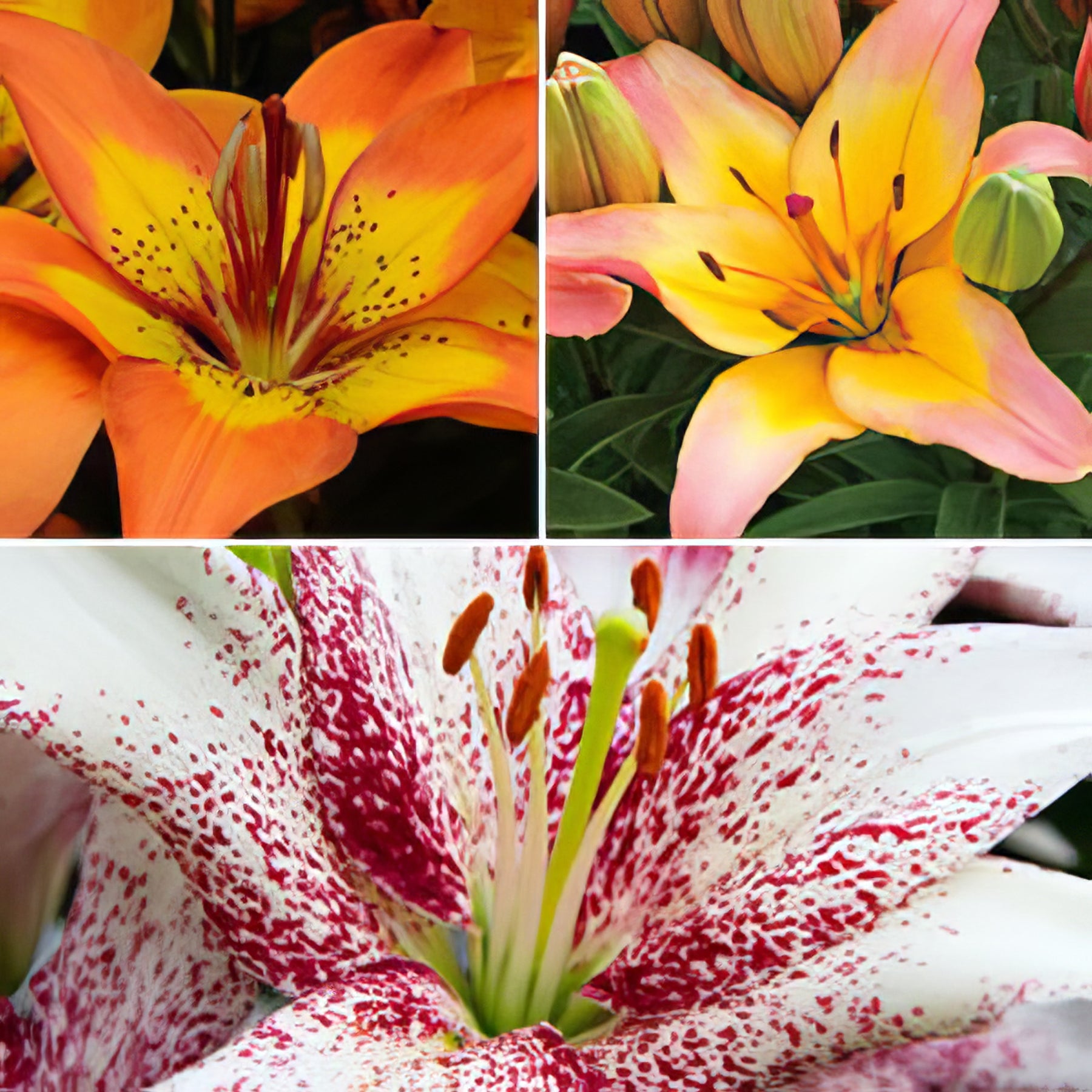 Pot Liliums - Collection Image - Garden Express