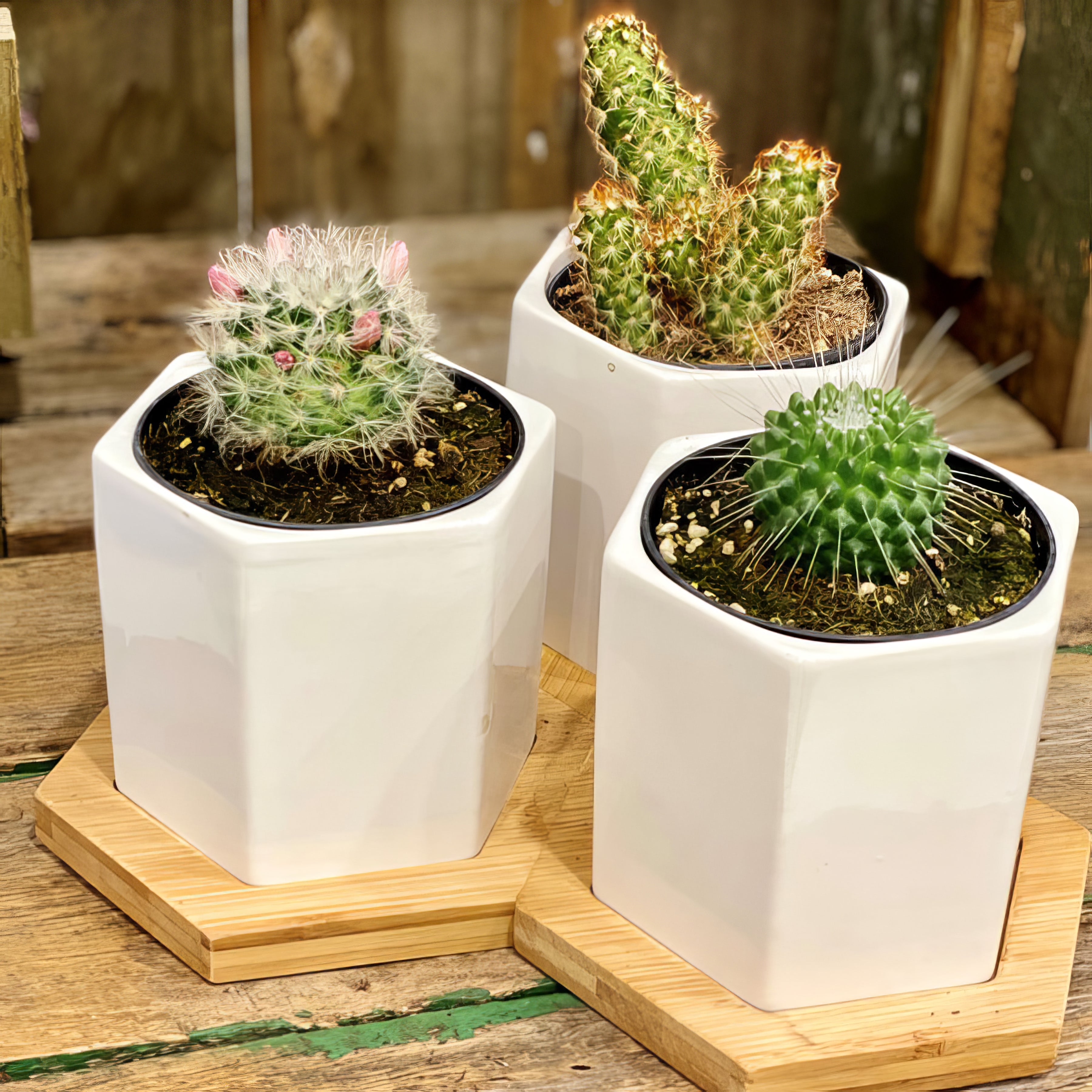 Pots and Saucers - Collection Image - Garden Express