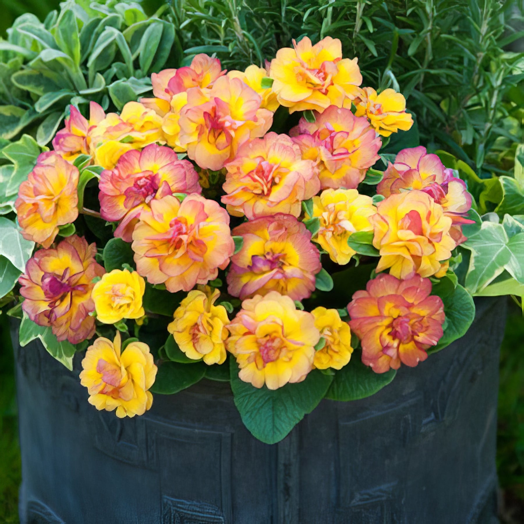Primulas - Collection Image - Garden Express