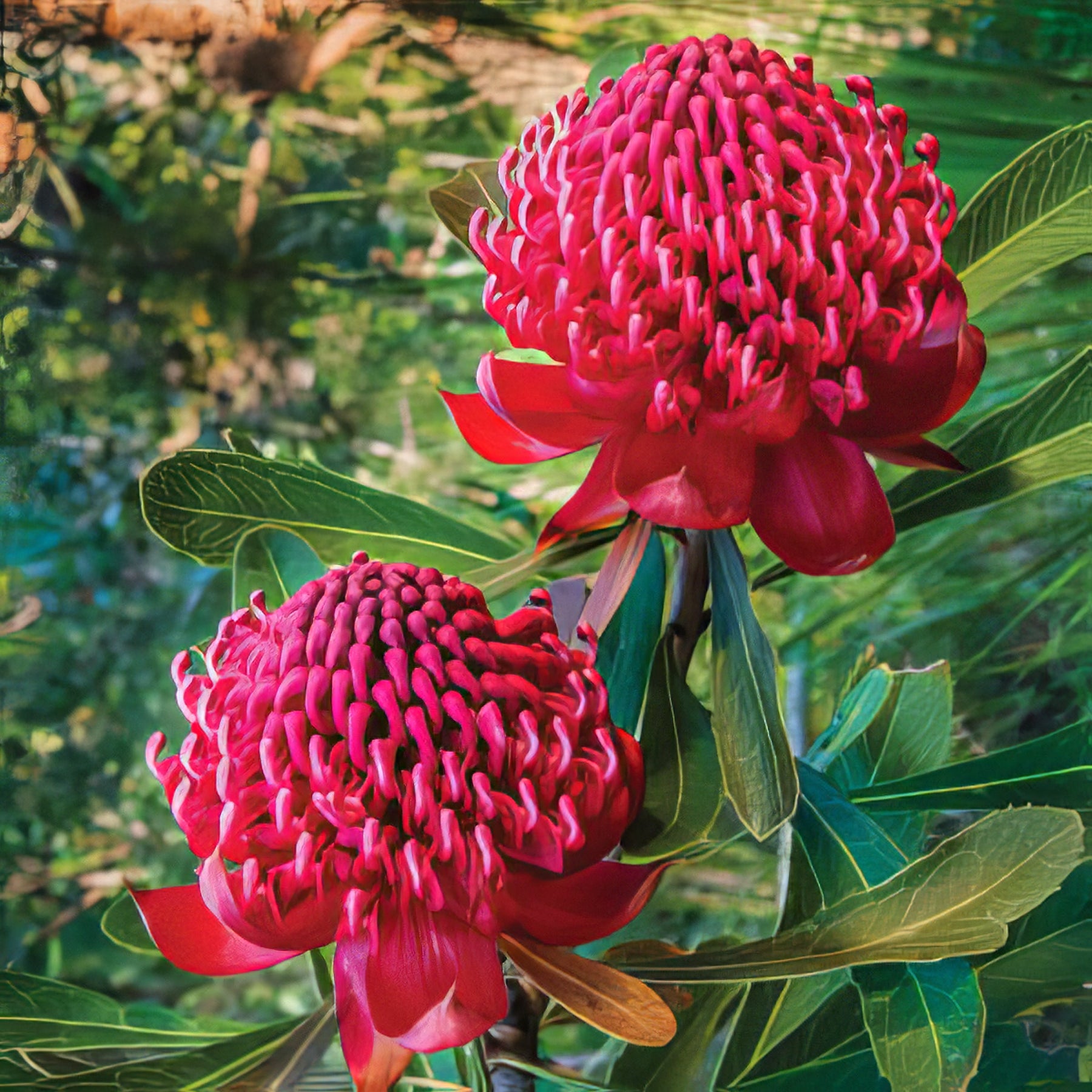 Proteaceae - Collection Image - Garden Express