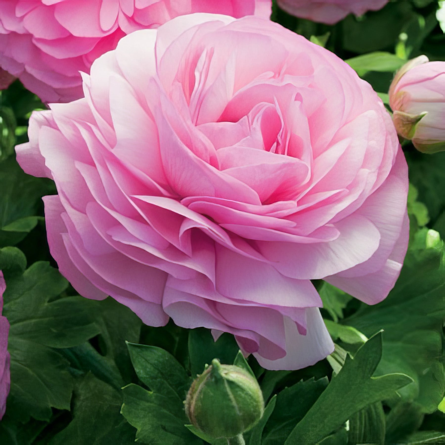 Ranunculus - Collection Image - Garden Express