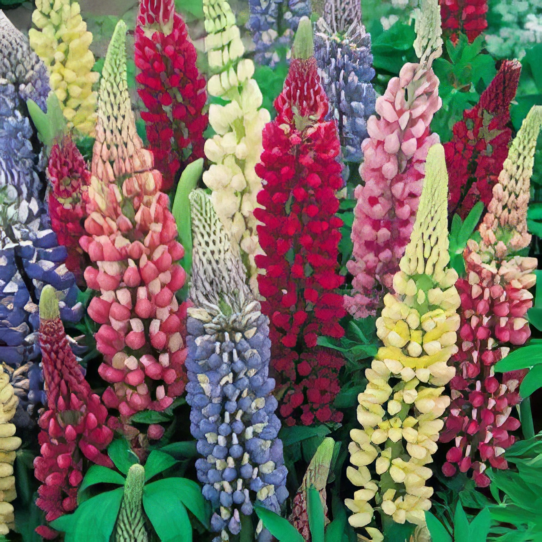 Russell Lupins - Collection Image - Garden Express