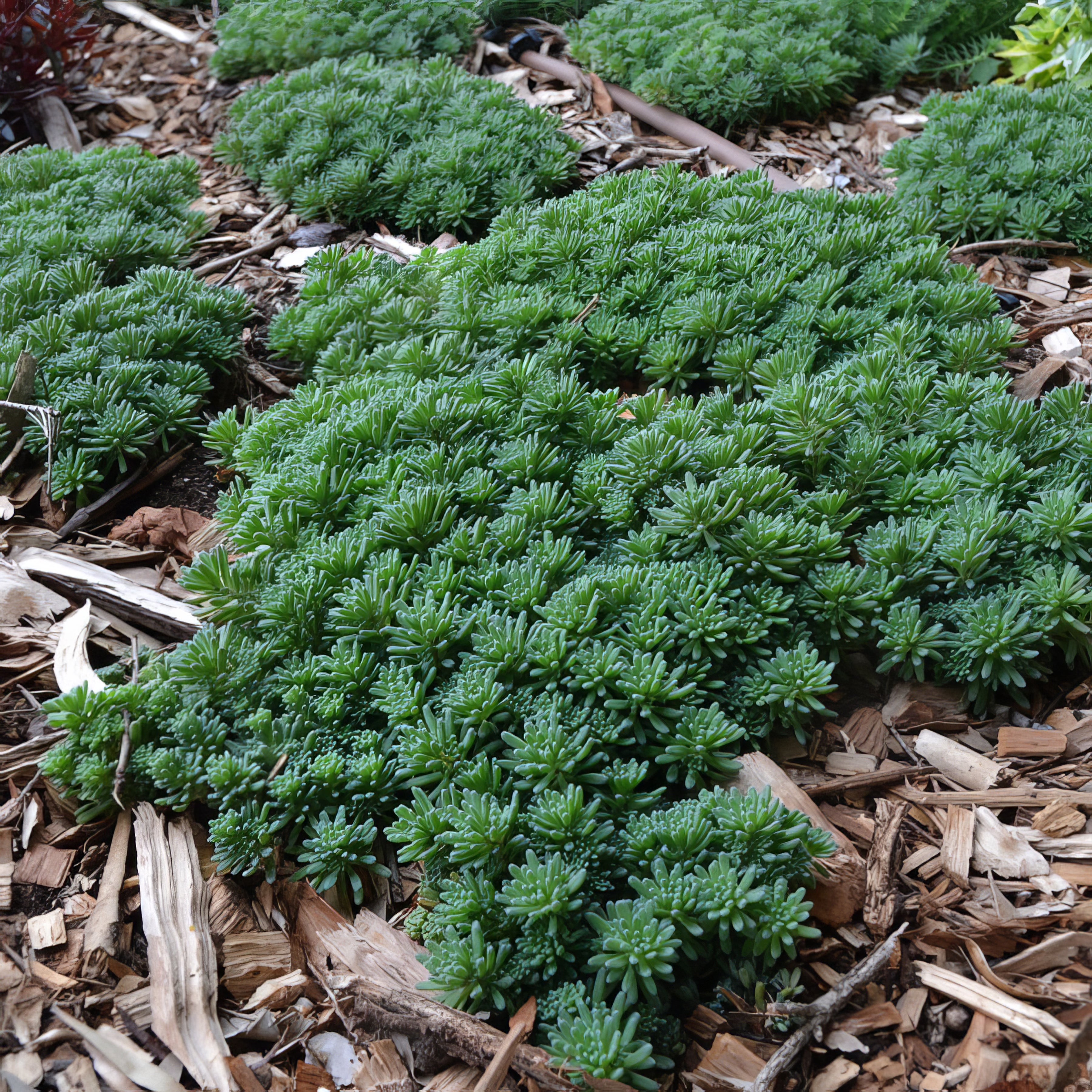 Sedums - Collection Image - Garden Express