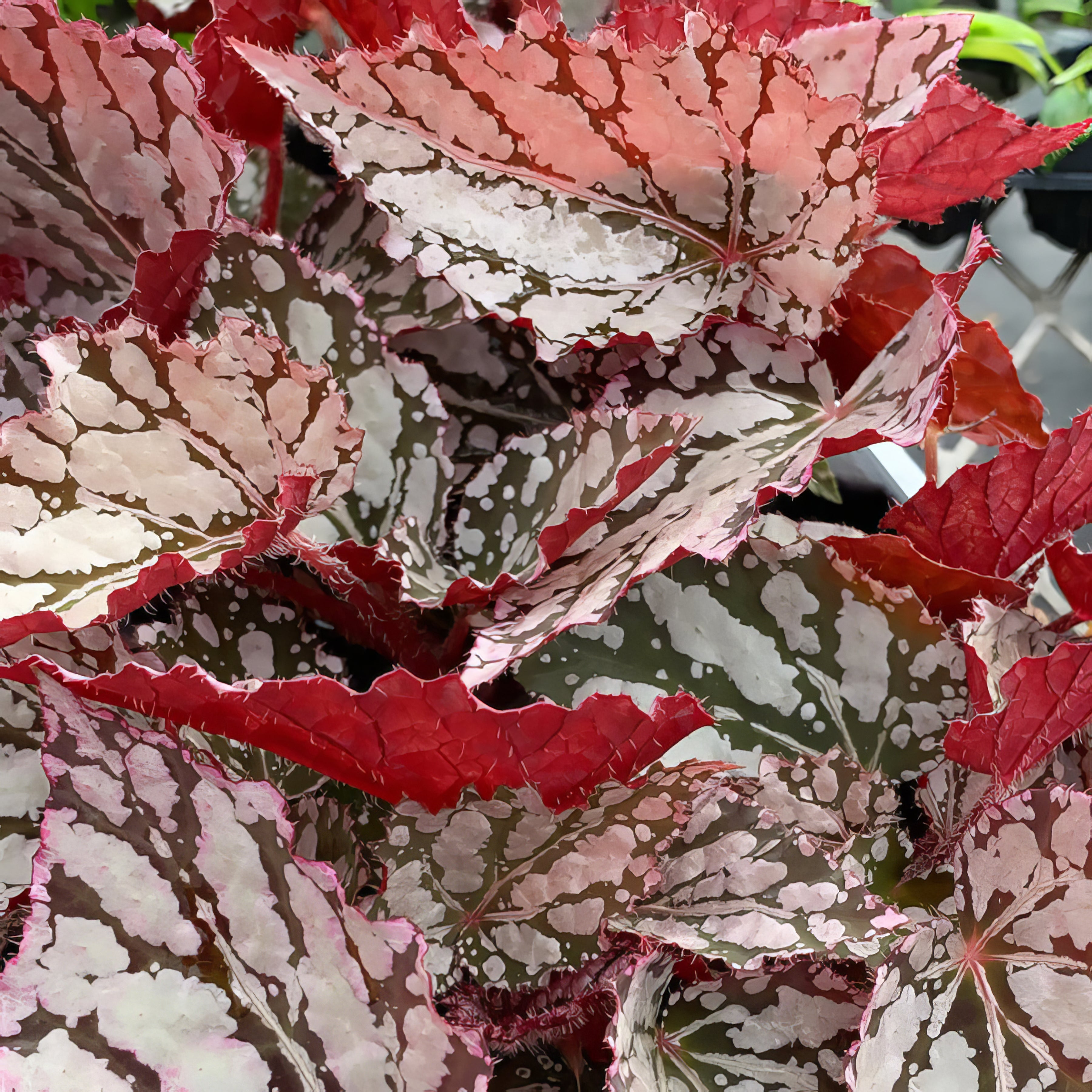 Shrub Begonias - Collection Image - Garden Express