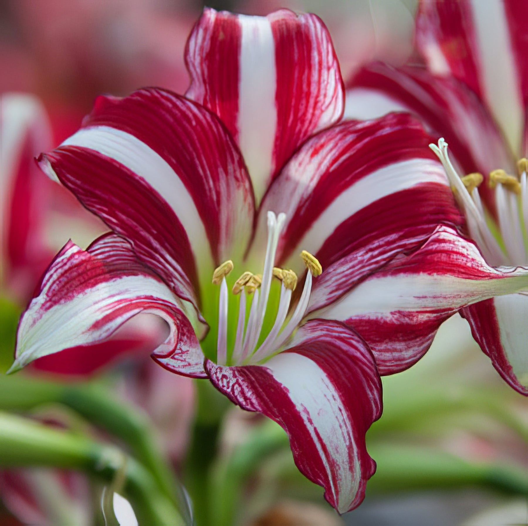 Speciality Hippeastrums - Collection Image - Garden Express