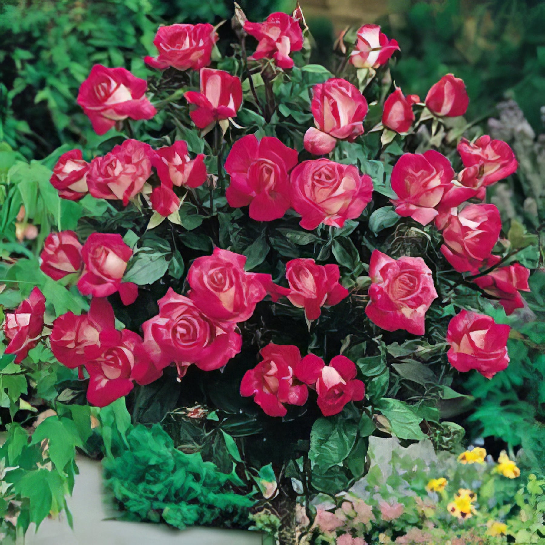 Standard Roses - Collection Image - Garden Express