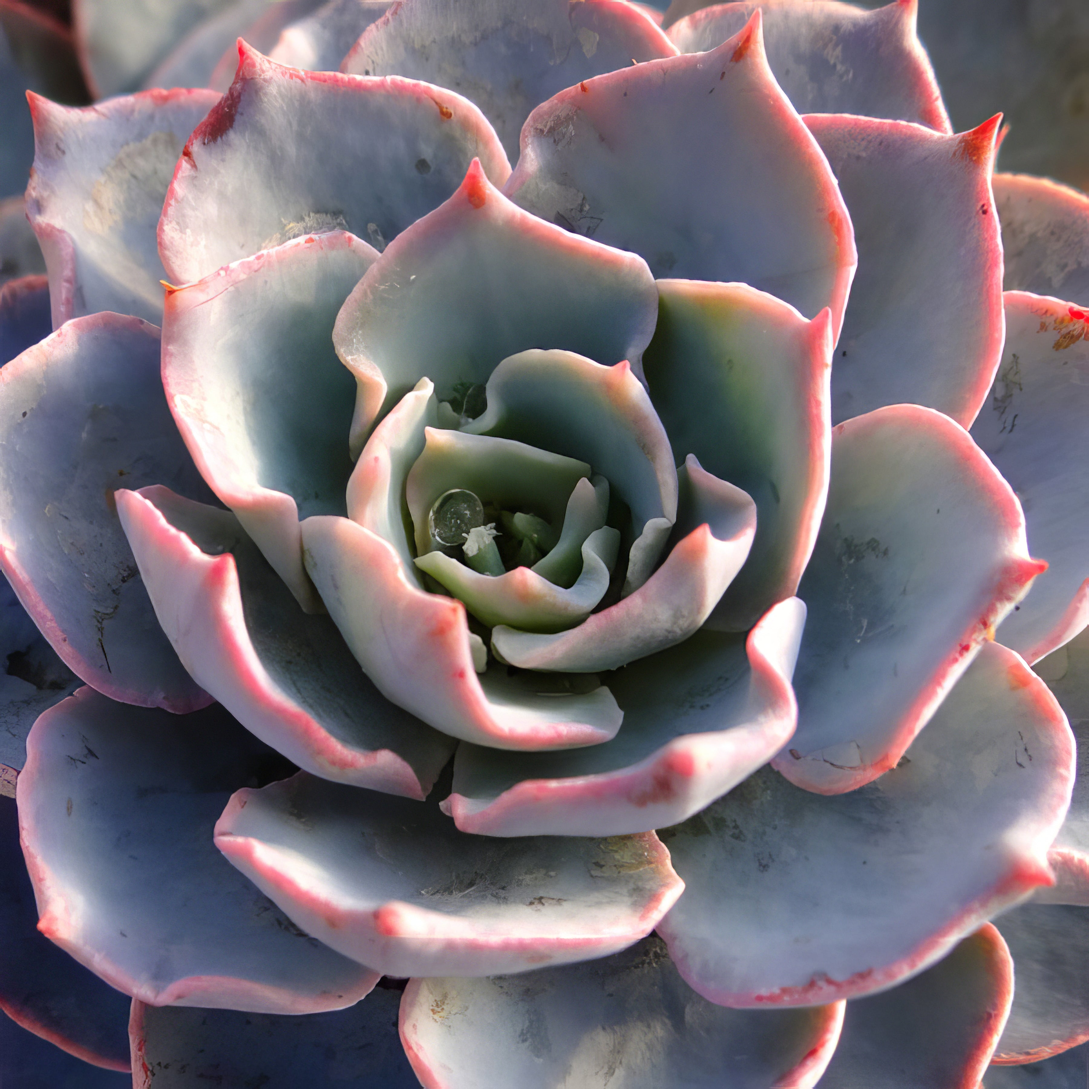 Succulents Varieties - Collection Image - Garden Express