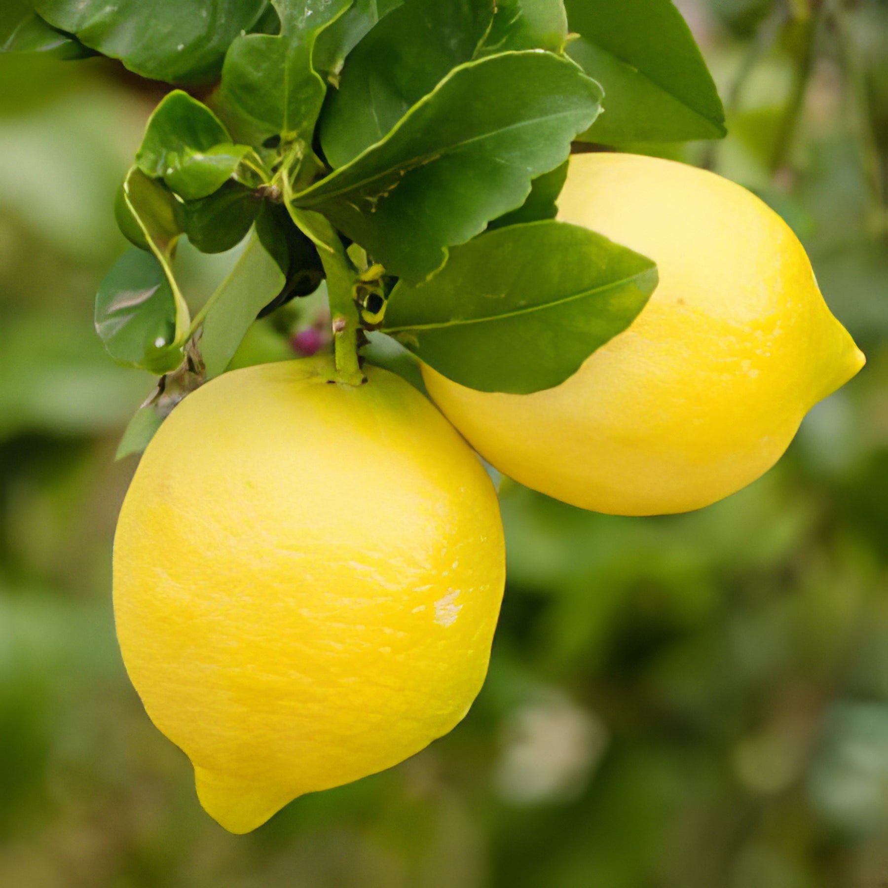 Trees - Citrus - Collection Image - Garden Express