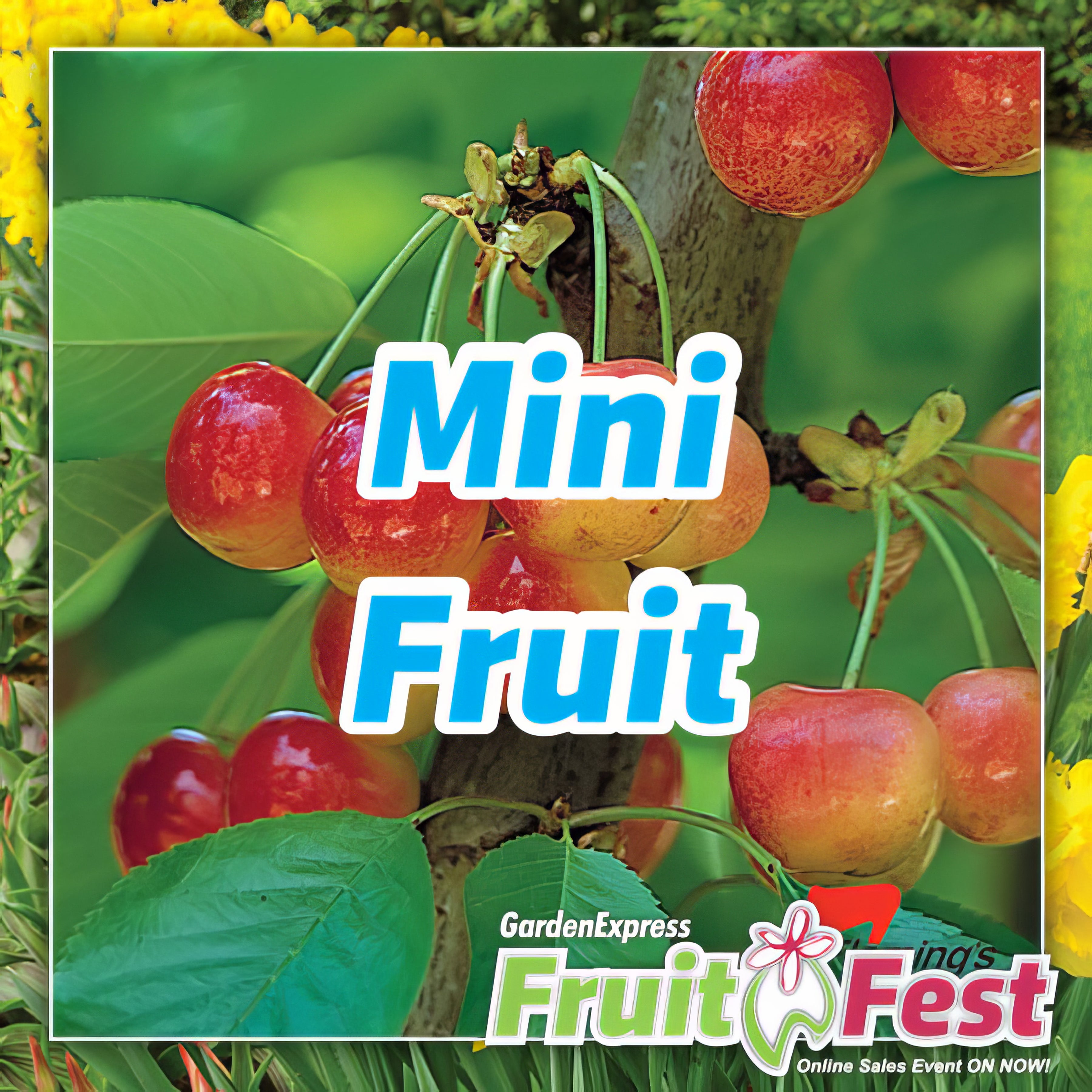 Trees - Mini Fruit - Collection Image - Garden Express
