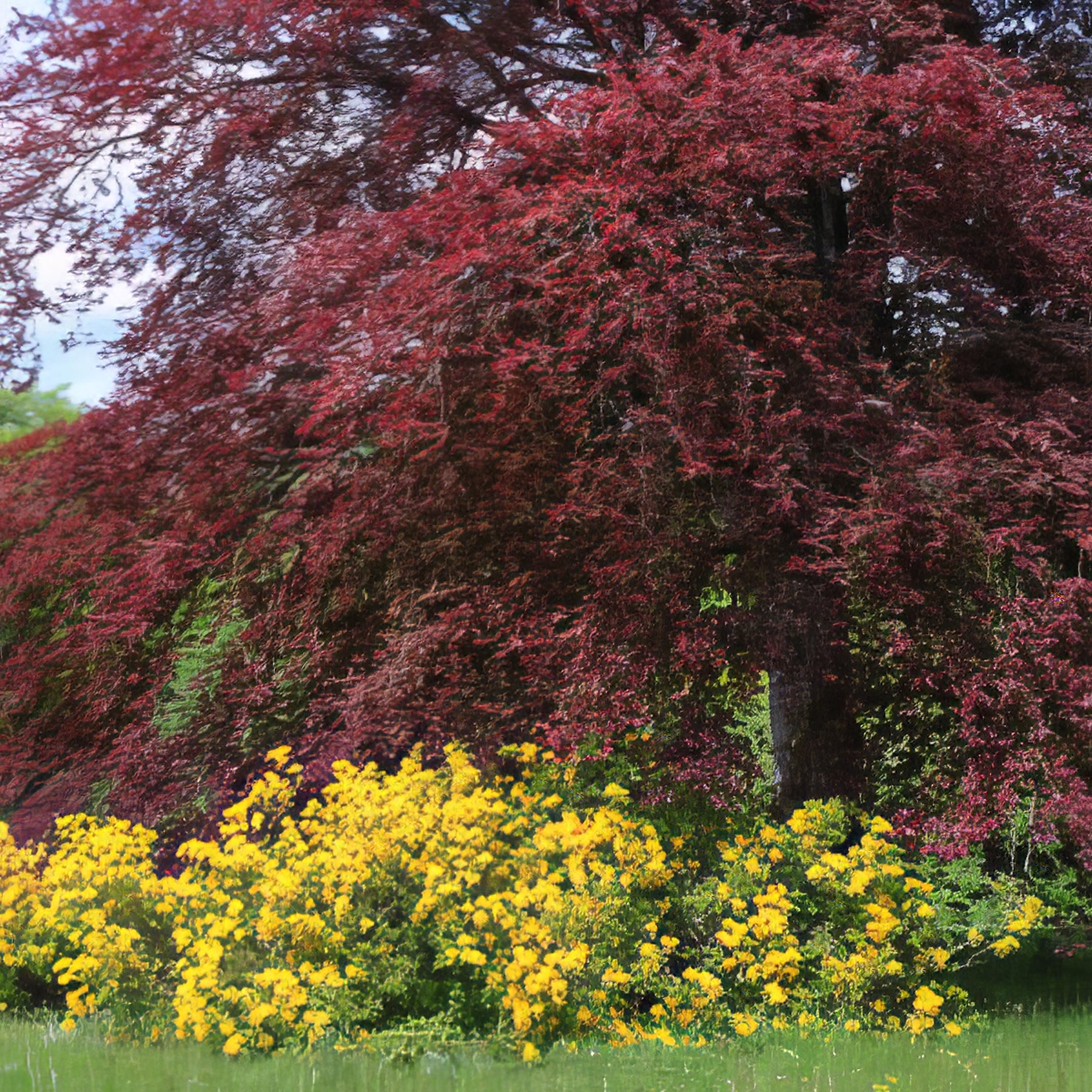 Trees - Ornamental - Collection Image - Garden Express