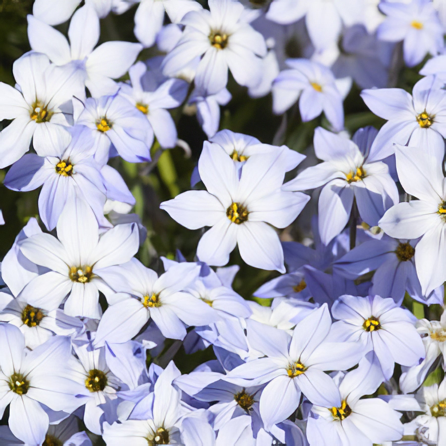 Tritelia (Spring Stars) - Collection Image - Garden Express