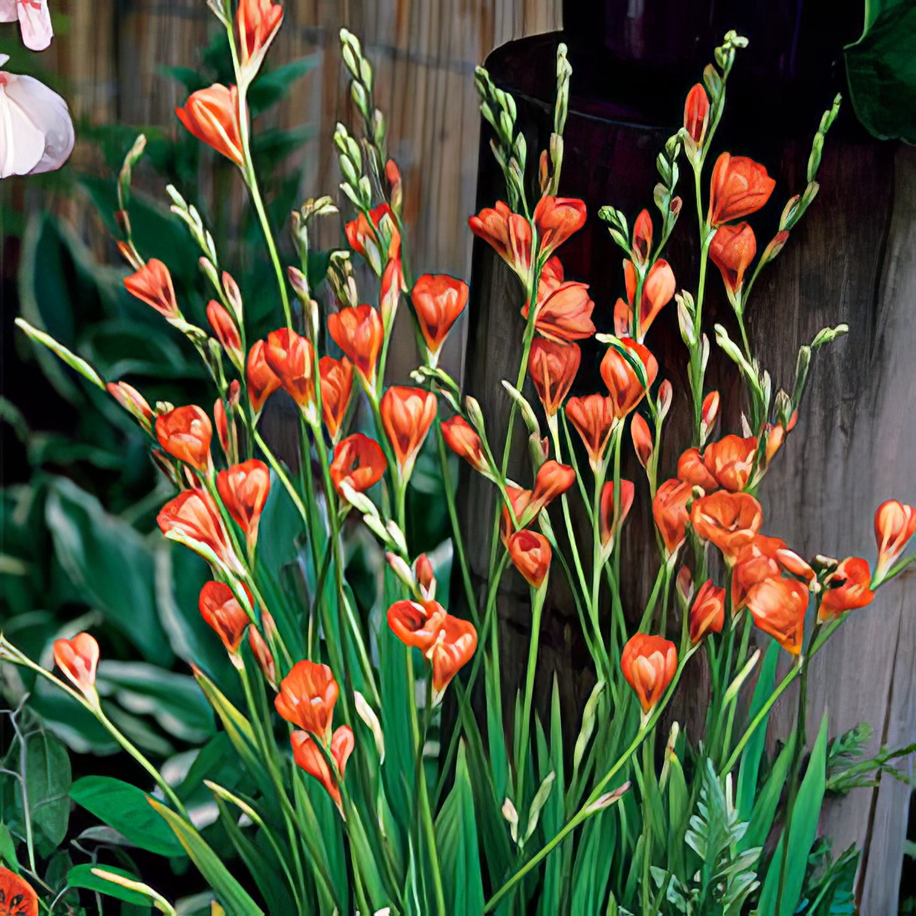 Tritonia - Collection Image - Garden Express