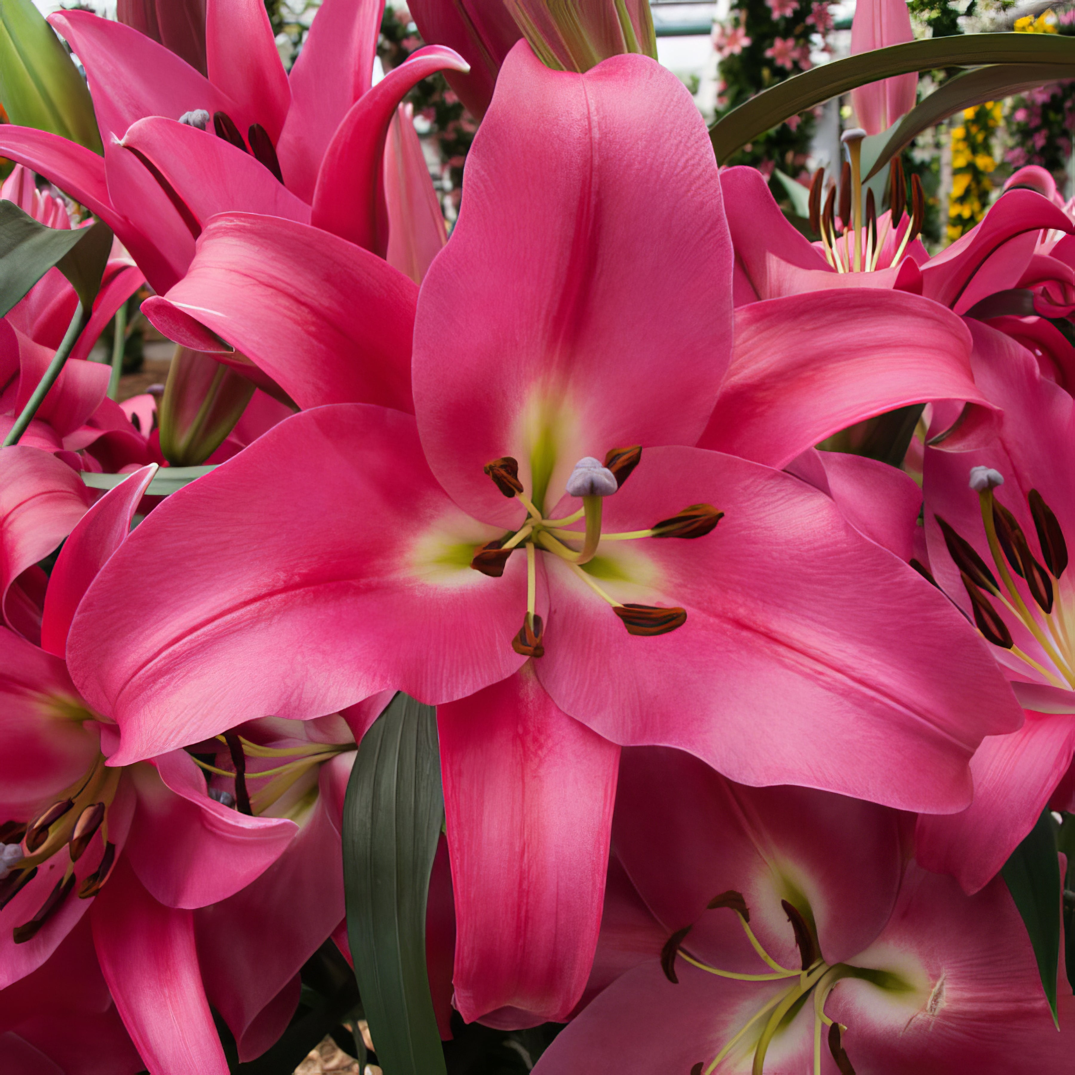 Trumpet Liliums - Collection Image - Garden Express